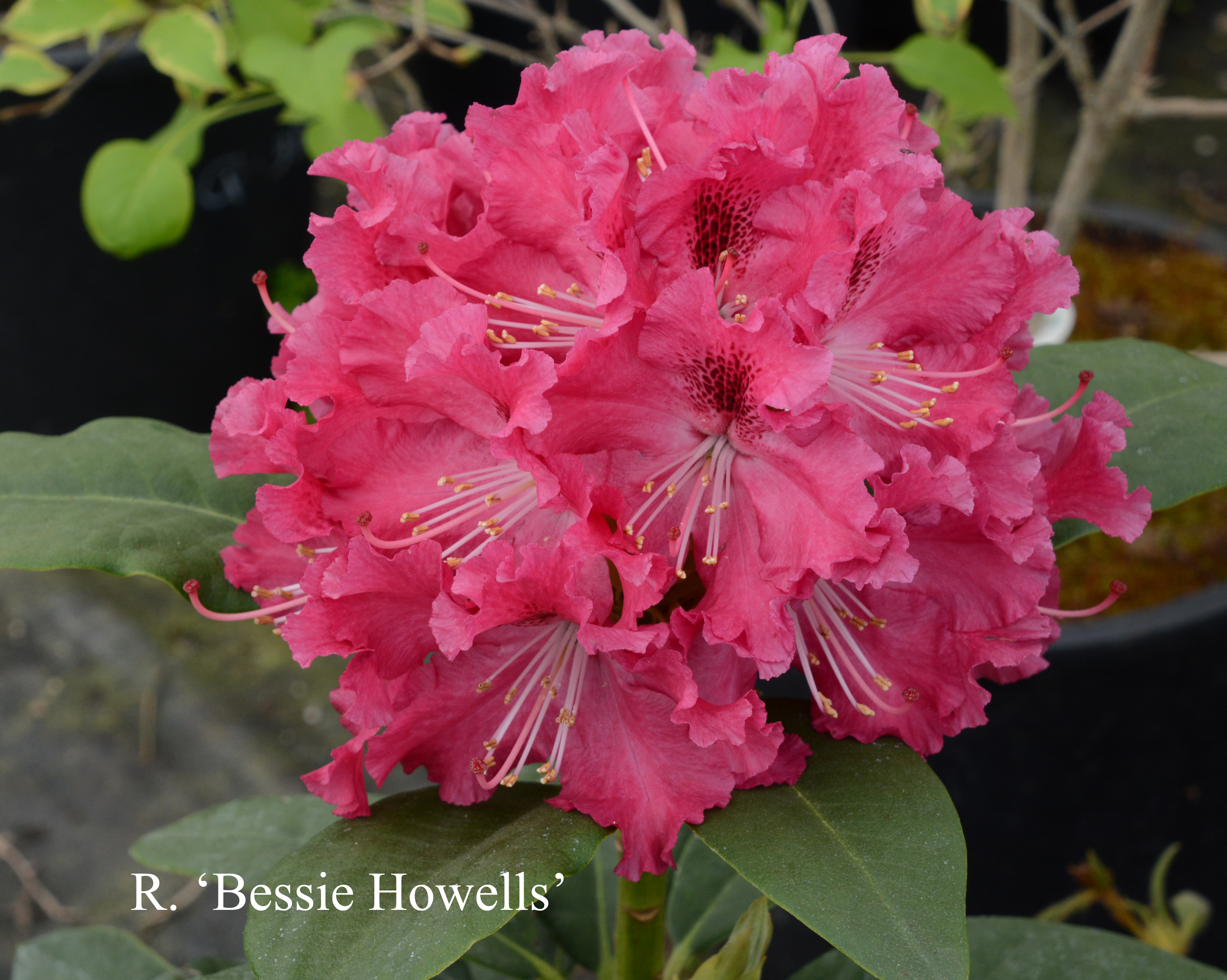 Rhododendron Besse Howells photo