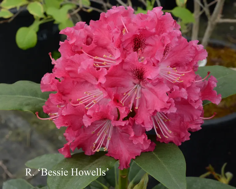 Photo of R. 'Besse Howells', Rhododendron Hybrid