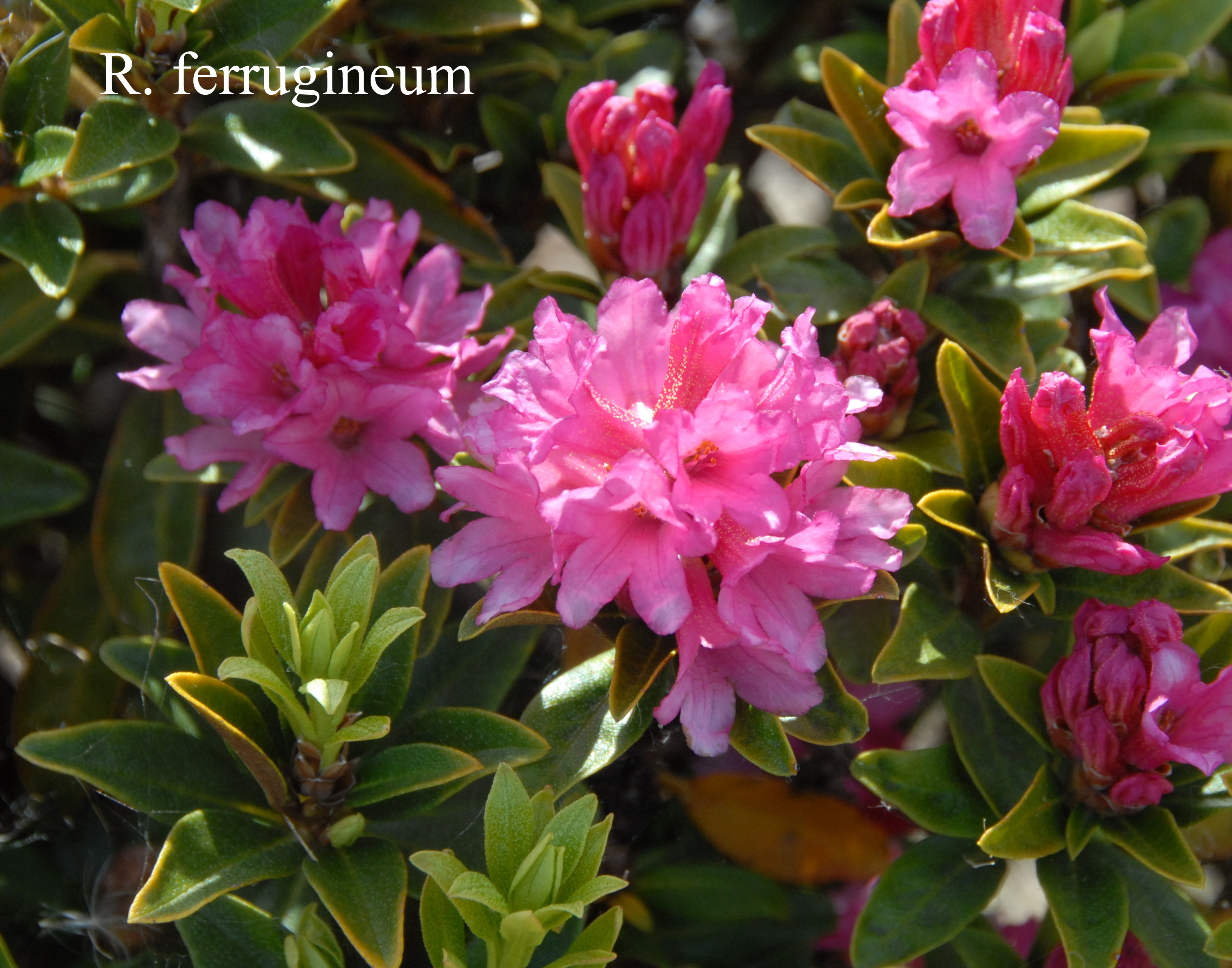 Rhododendron ferrugineum photo