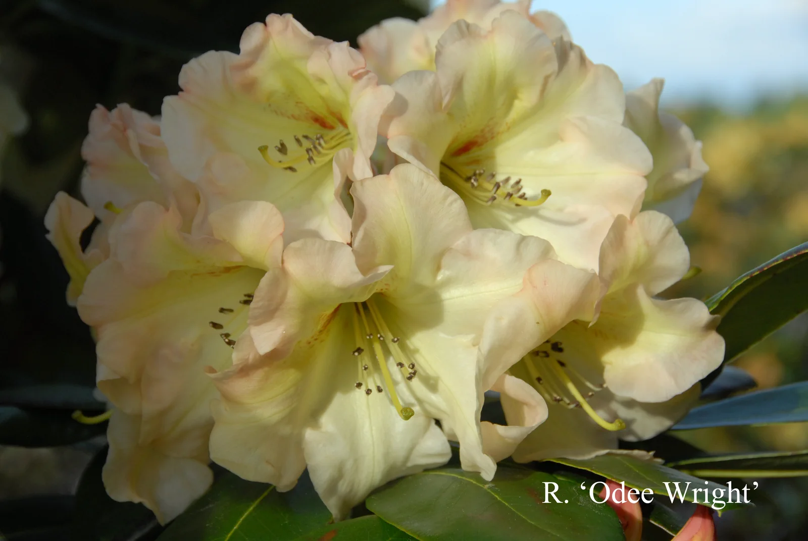 R. 'Odee Wright' photo of R. 'Odee Wright'. Location: Fearing's Farm Nursery, Abbotsford, BC, Canada. Photo by: Harold Fearing