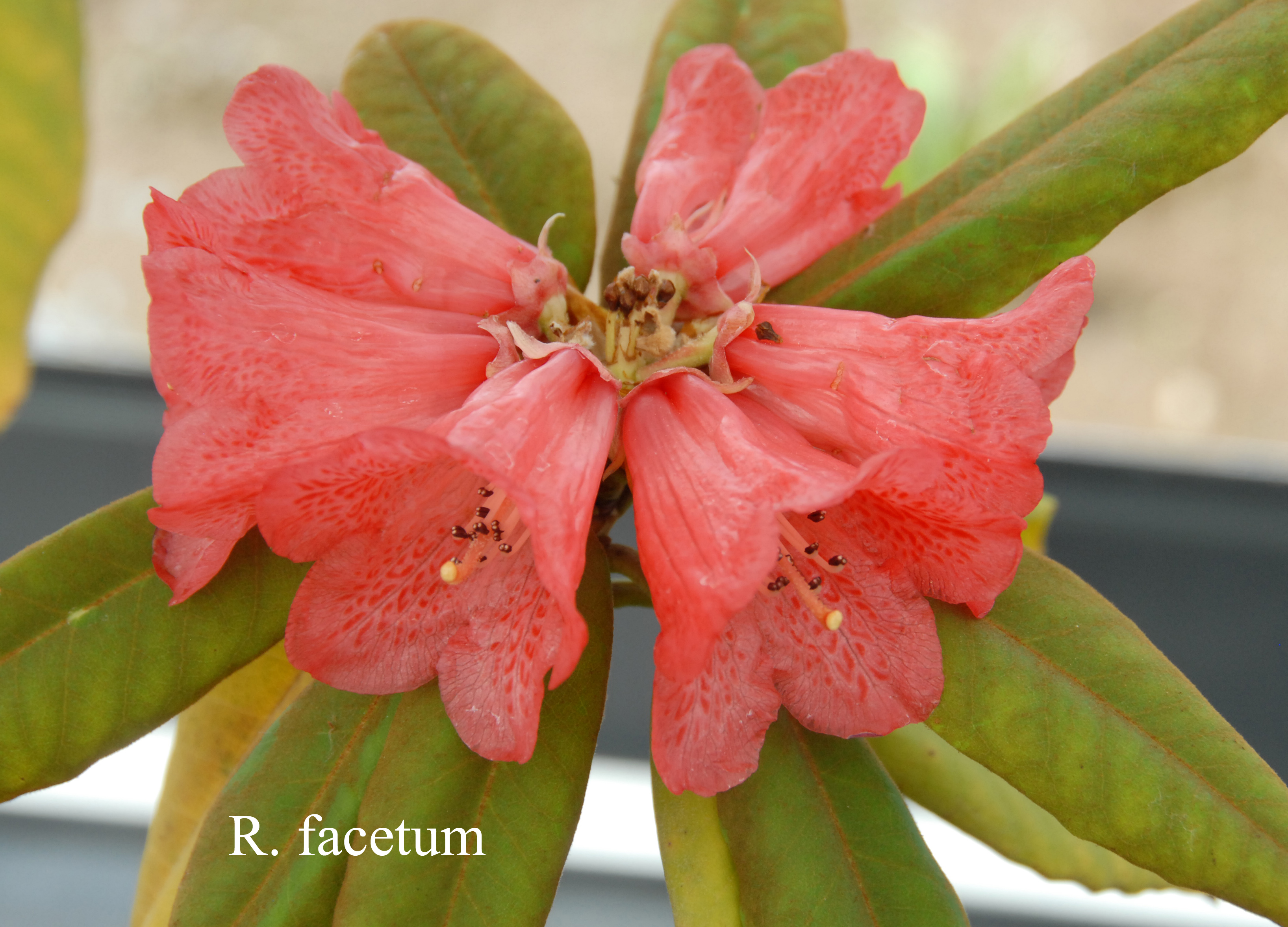 Rhododendron facetum photo