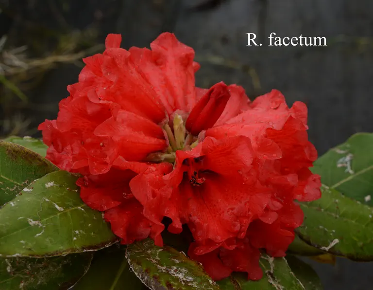 Photo of R. facetum, Species