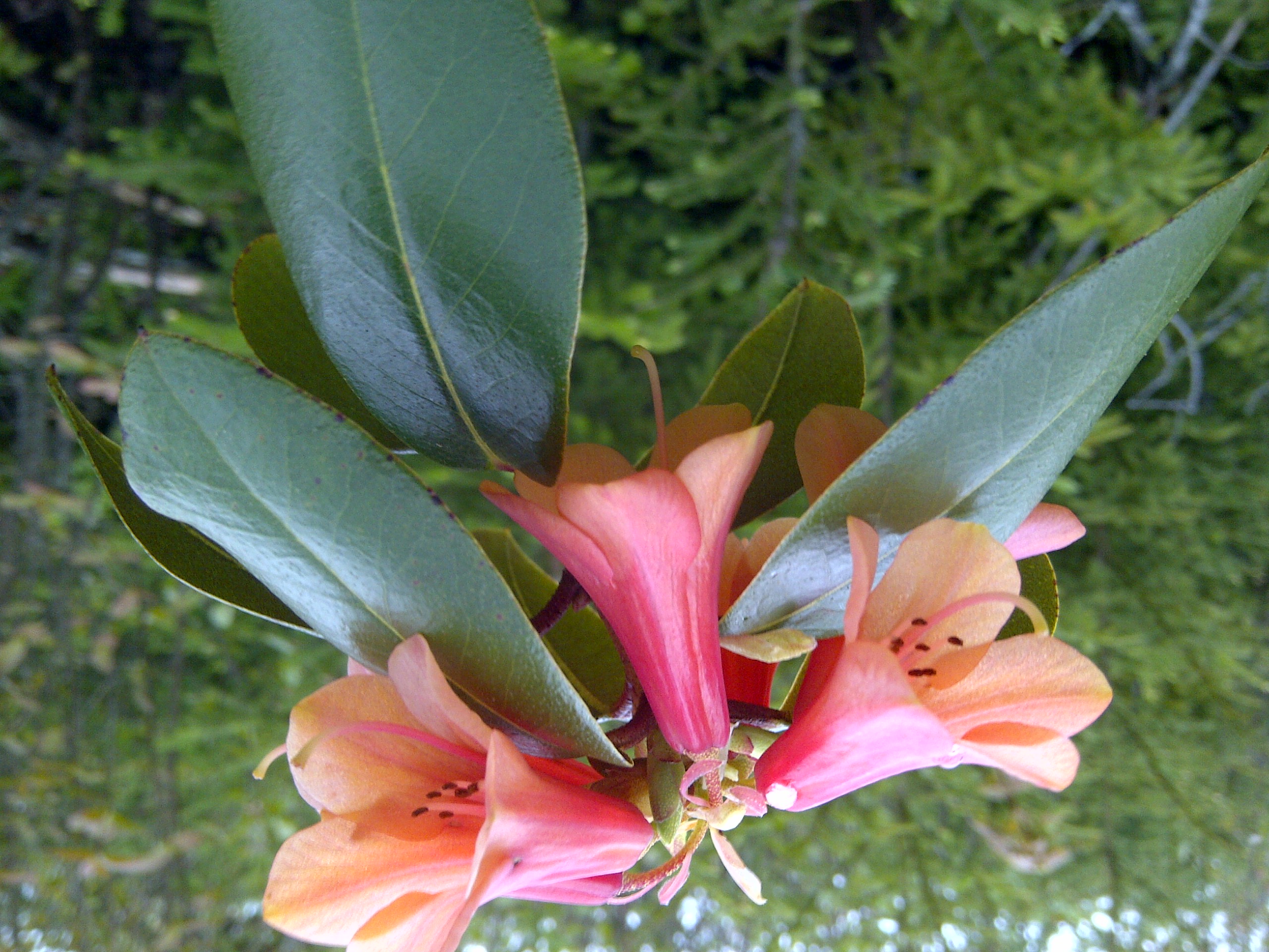 Rhododendron What a Dane photo