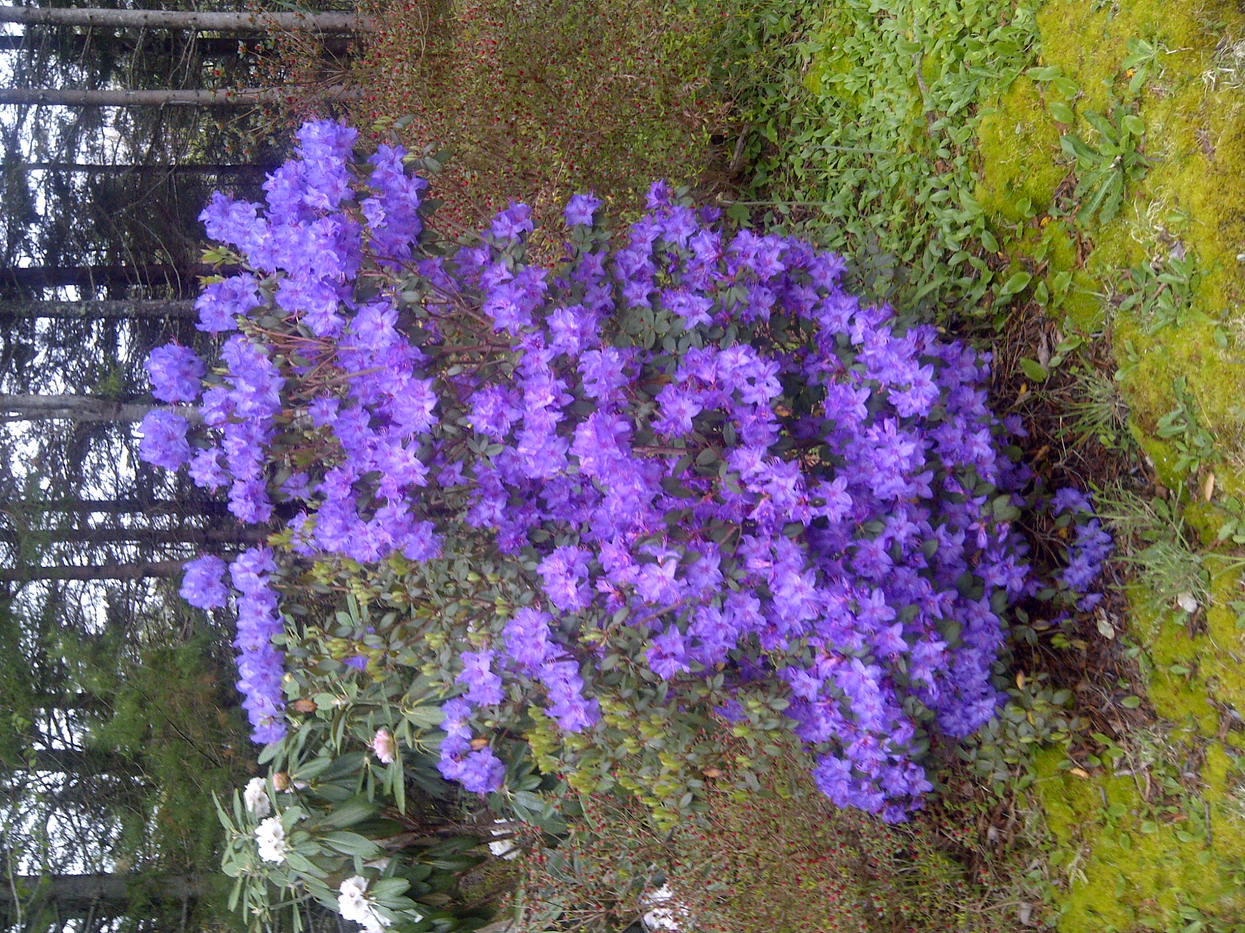 Rhododendron Blaney's Blue photo
