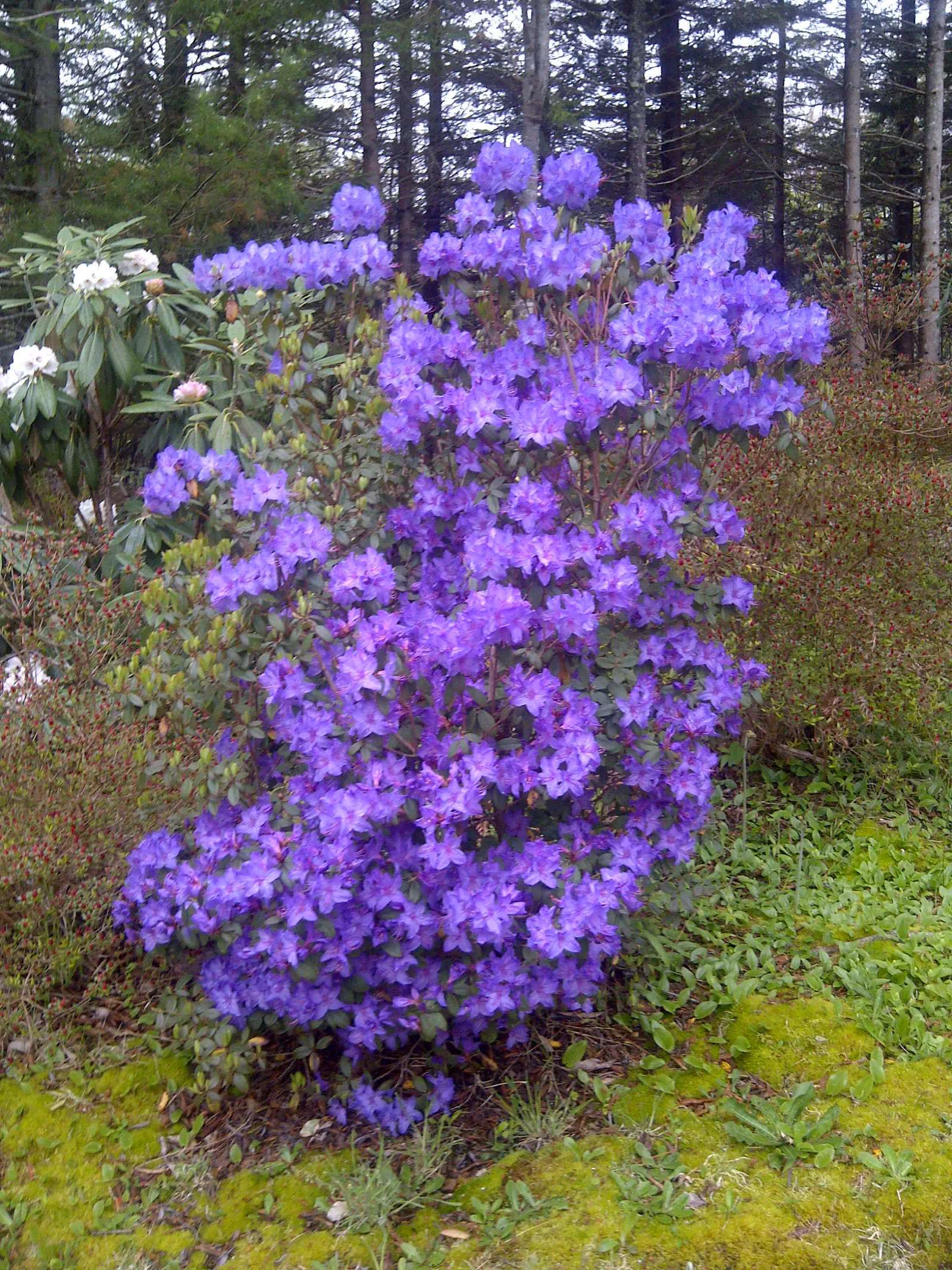 R. 'Blaney's Blue' photo of R. 'Blaney's Blue'. Location: Argyle, Yarmouth Co., Nova Scotia. Photo by: johnw