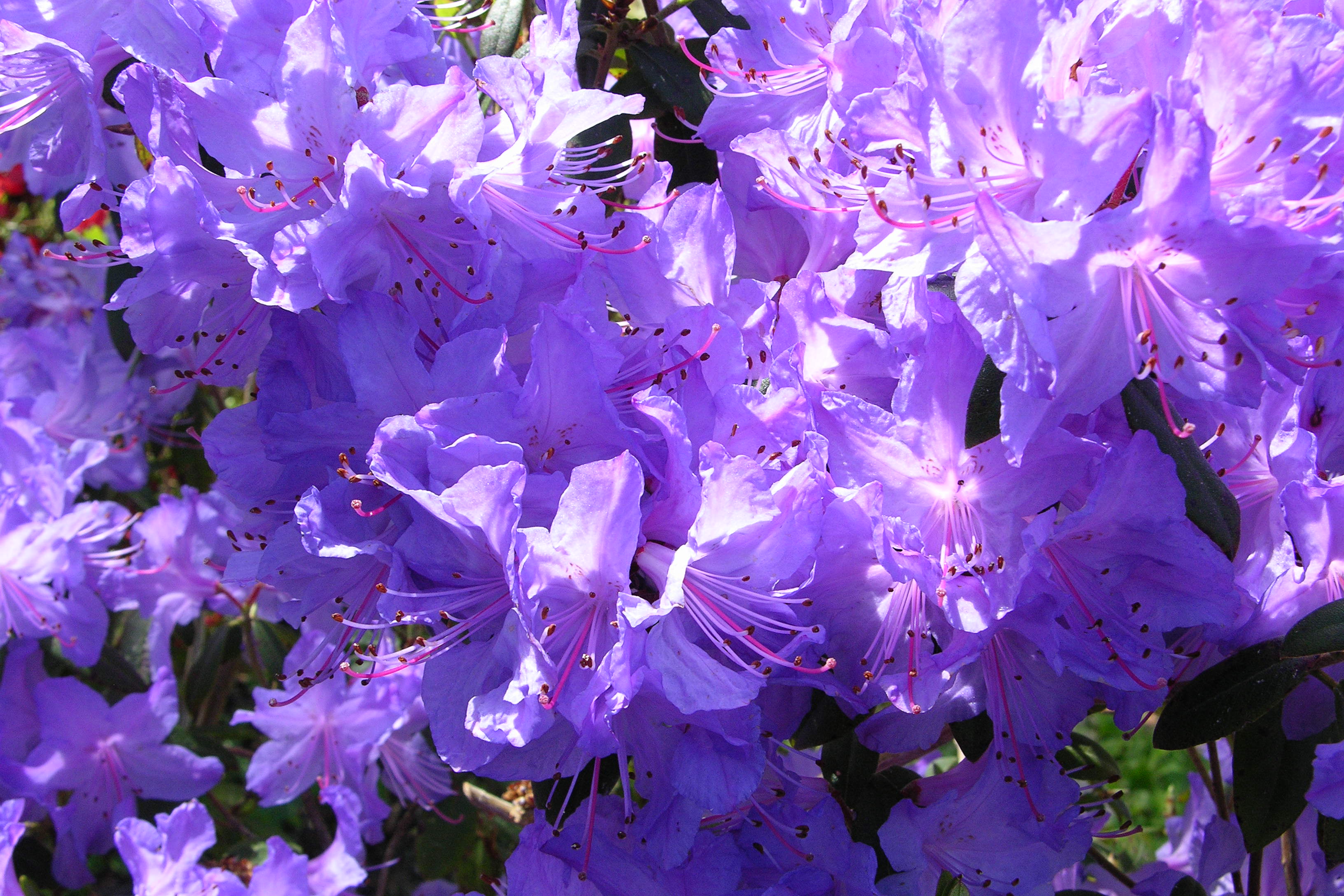 Rhododendron Blaney's Blue photo