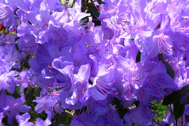 Photo of R. 'Blaney's Blue', Rhododendron Hybrid