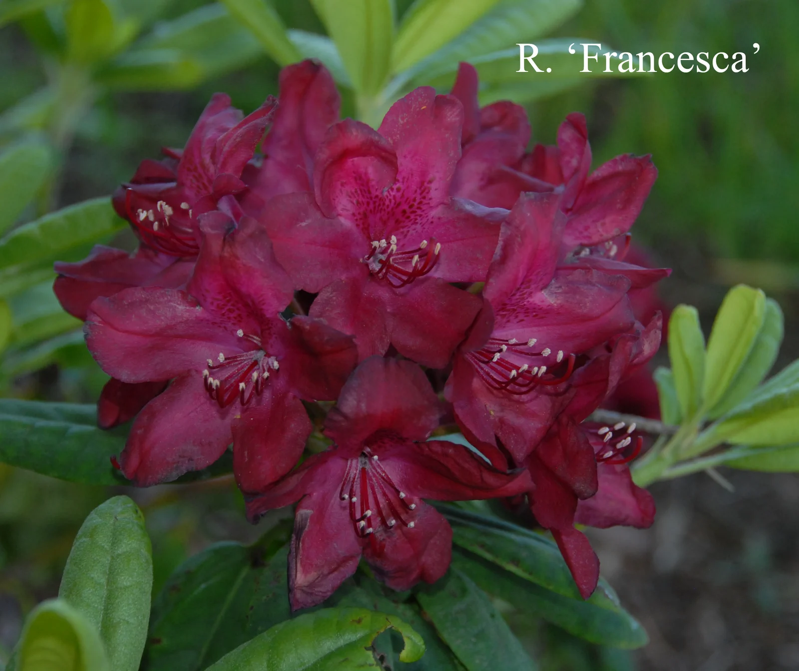 R. 'Francesca' photo of R. 'Francesca'. Location: Fearing's Farm Nursery, Abbotsford, BC, Canada. Photo by: Harold Fearing