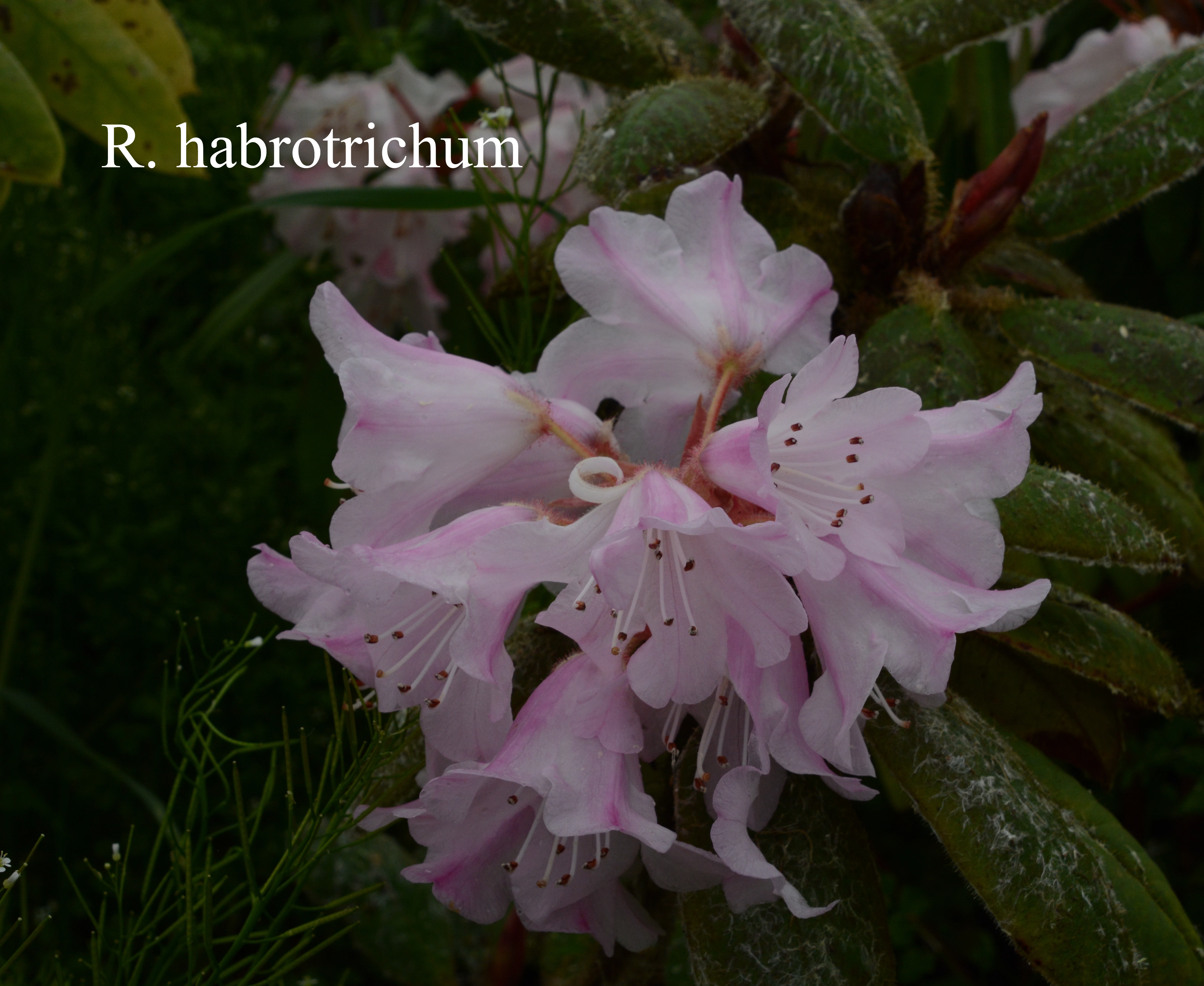 Rhododendron habrotrichum photo