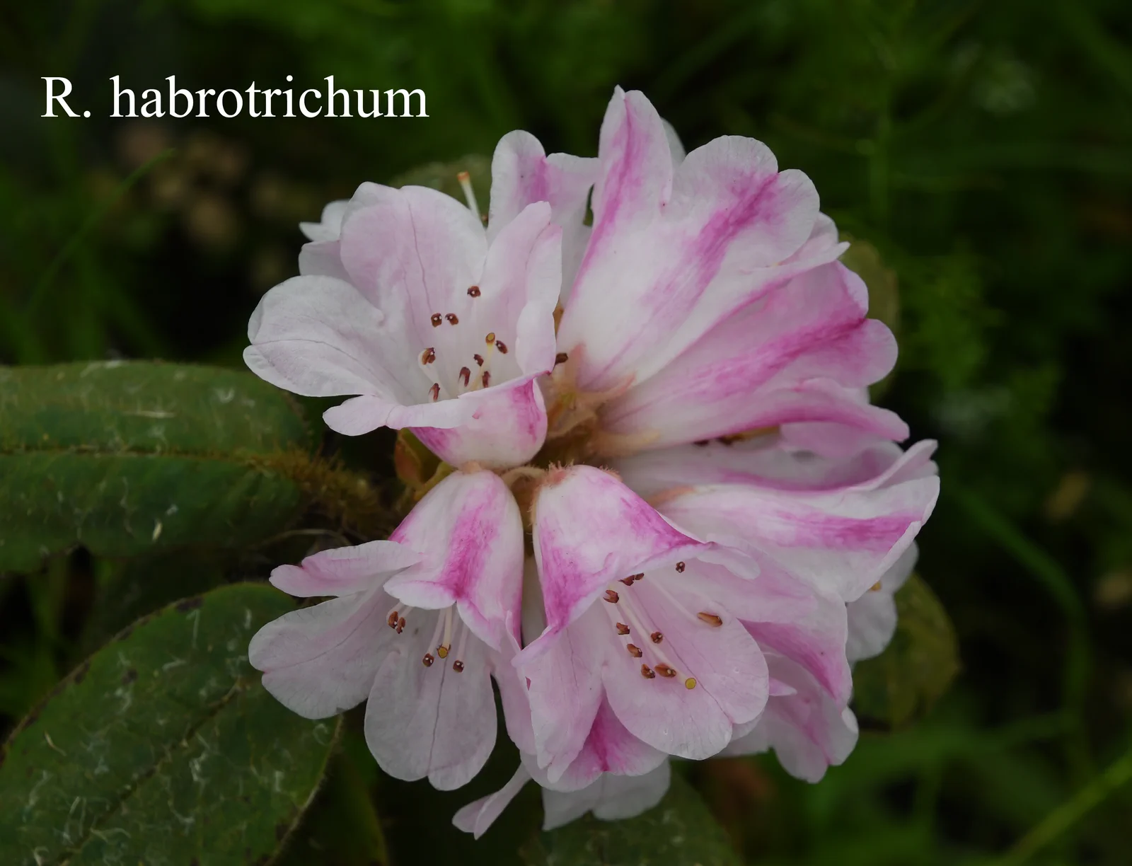 R. habrotrichum photo of R. habrotrichum. Location: Fearing's Farm Nursery, Abbotsford, BC, Canada. Photo by: Harold Fearing