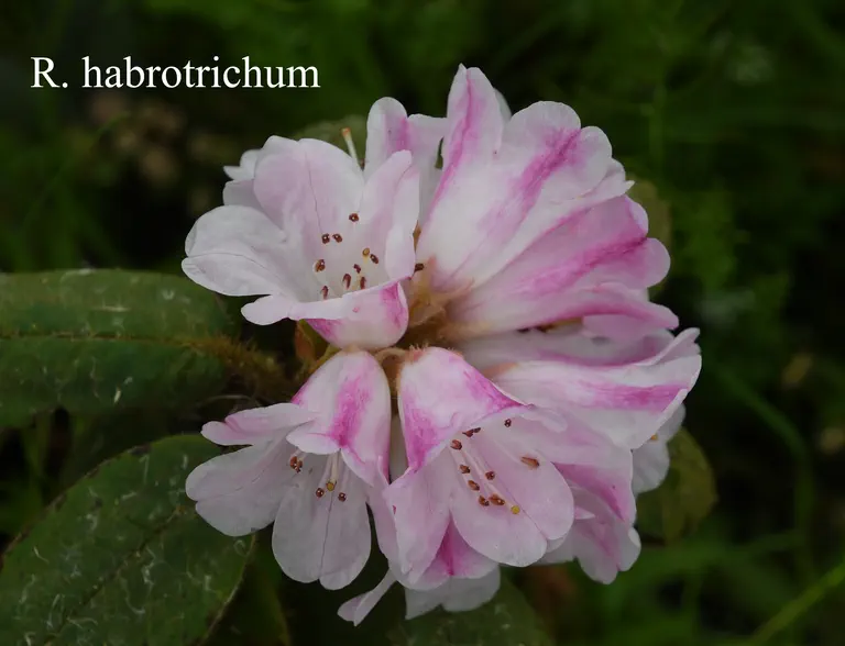 Photo of R. habrotrichum, Species
