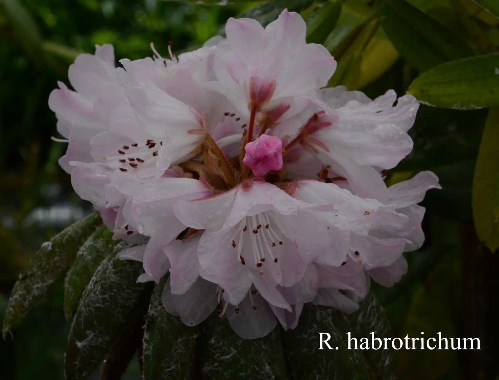 R. habrotrichum photo of R. habrotrichum. Location: Fearing's Farm Nursery, Abbotsford, BC, Canada. Photo by: Harold Fearing