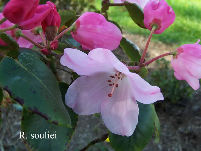 Photo of R. souliei, Species