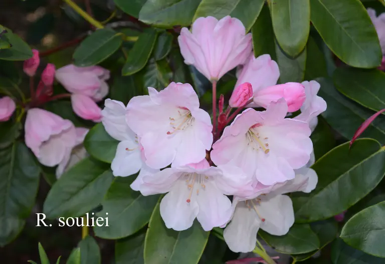 Photo of R. souliei, Species