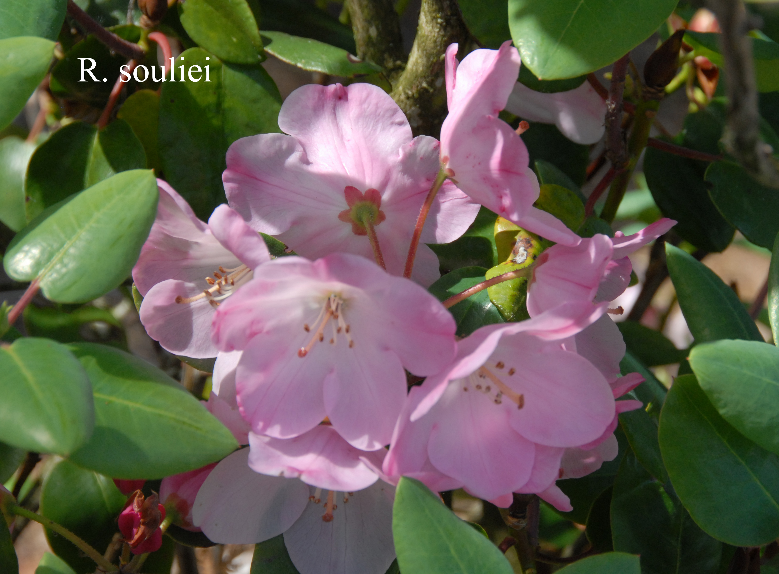 Rhododendron souliei photo