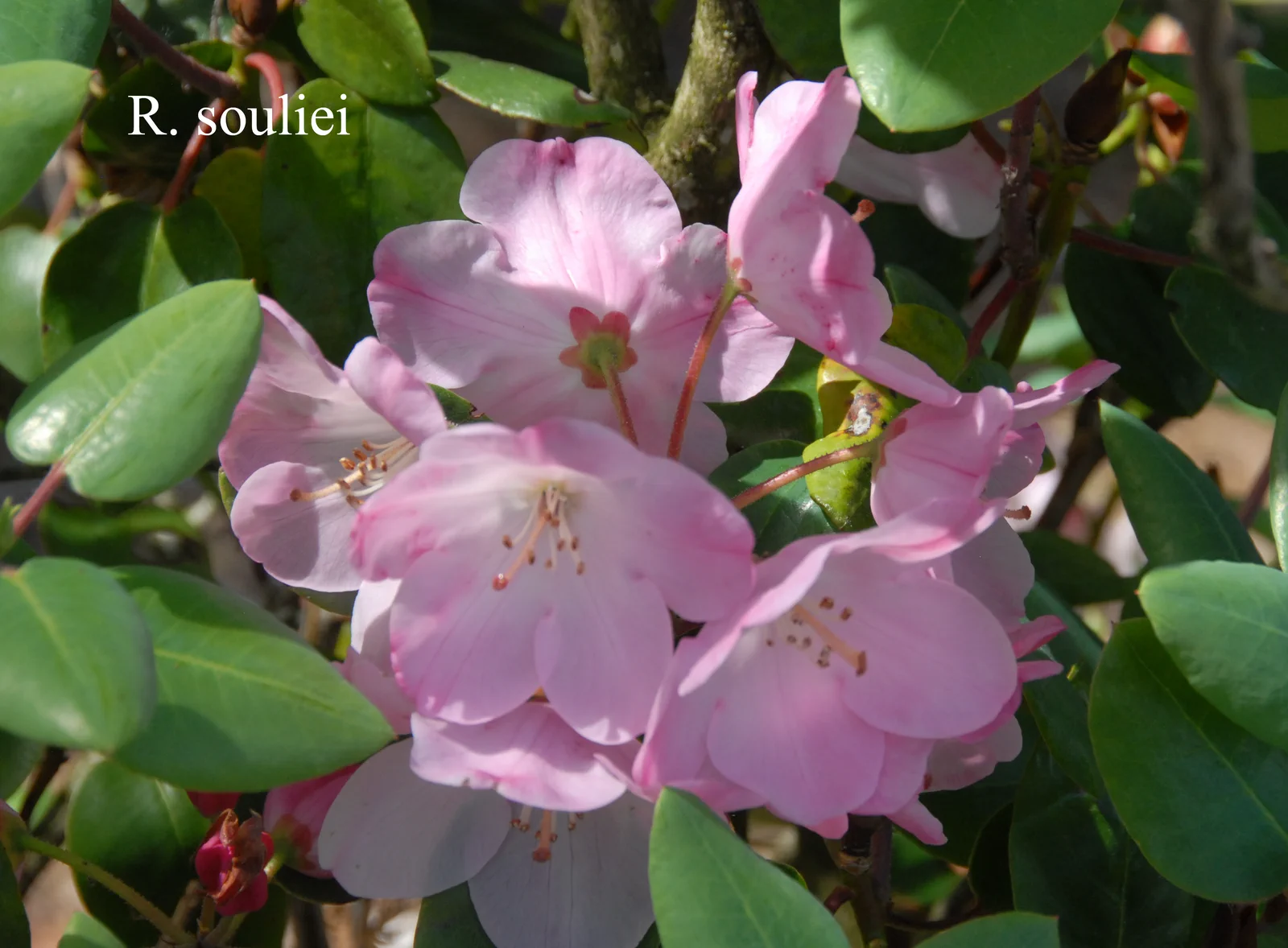 R. souliei photo of R. souliei. Location: Fearing's Farm Nursery, Abbotsford, BC, Canada. Photo by: Harold Fearing