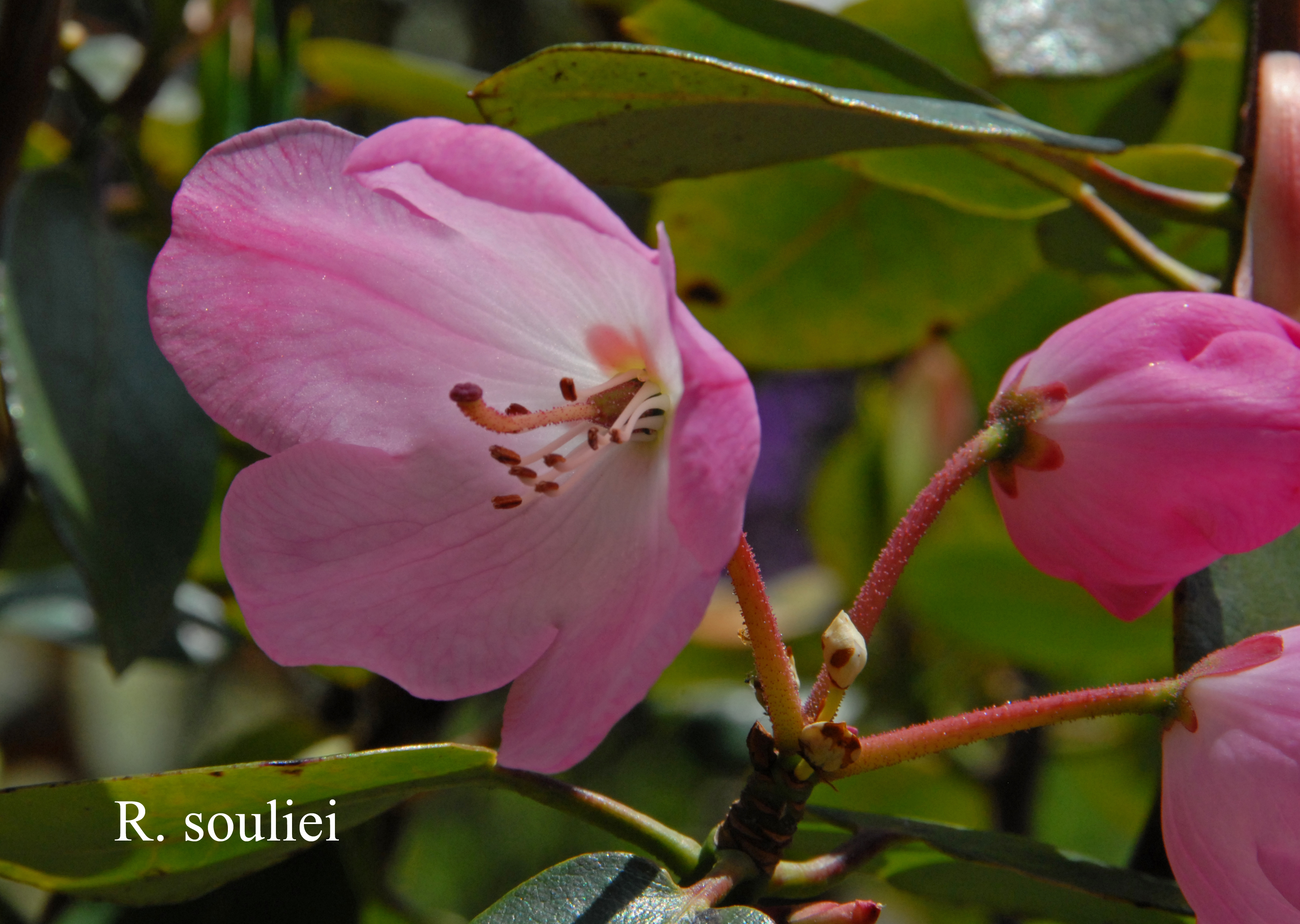Rhododendron souliei photo