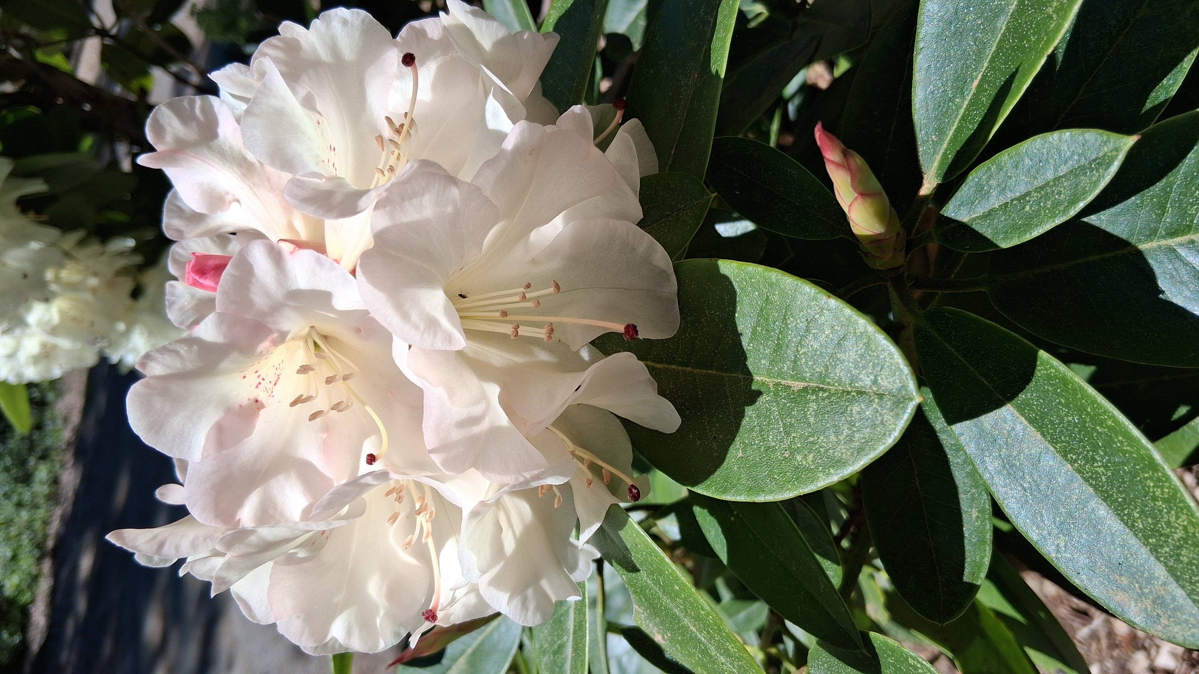 Rhododendron Unique photo