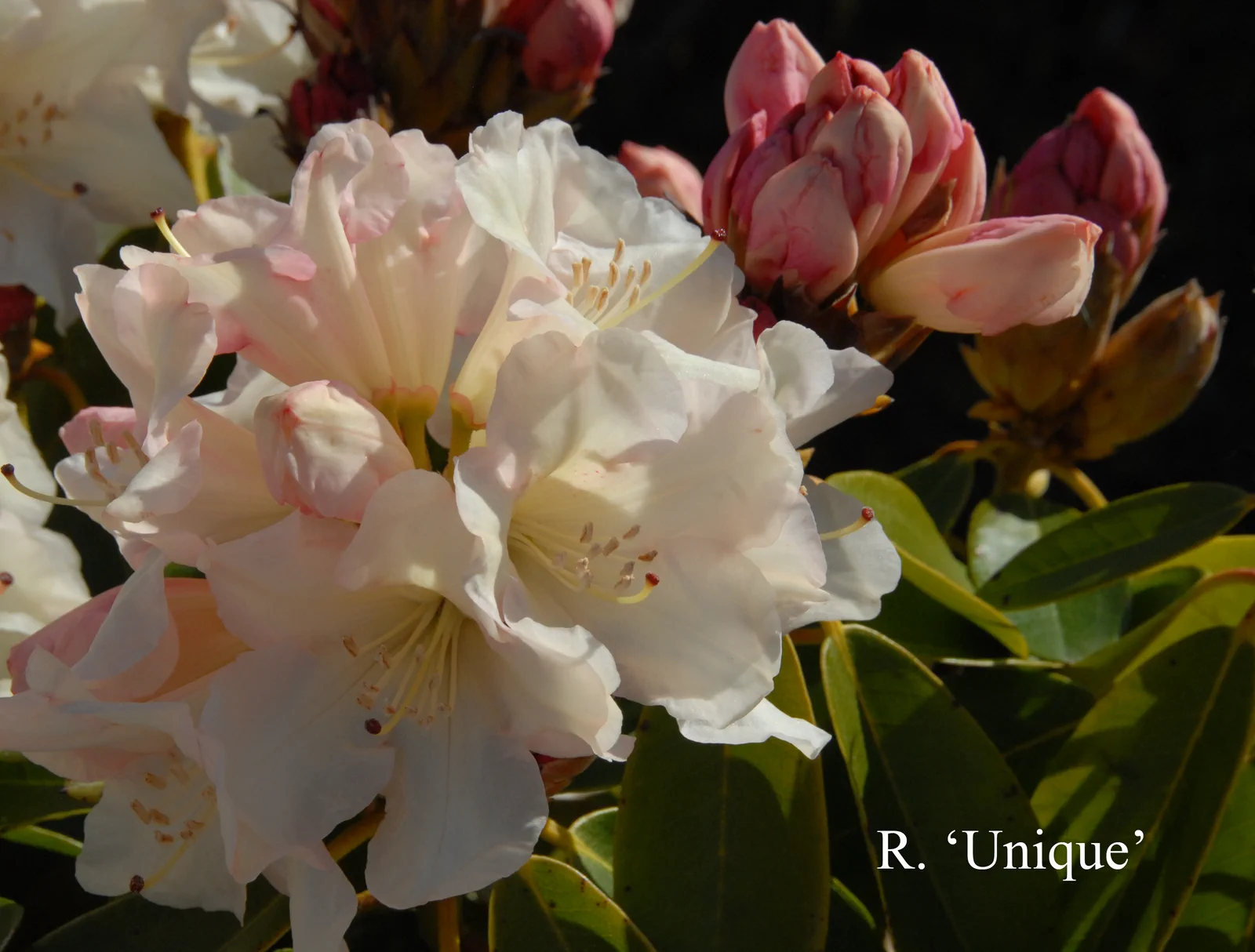 R. 'Unique' photo of R. 'Unique'. Location: Fearing's Farm Nursery, Abbotsford, BC, Canada. Photo by: Harold Fearing