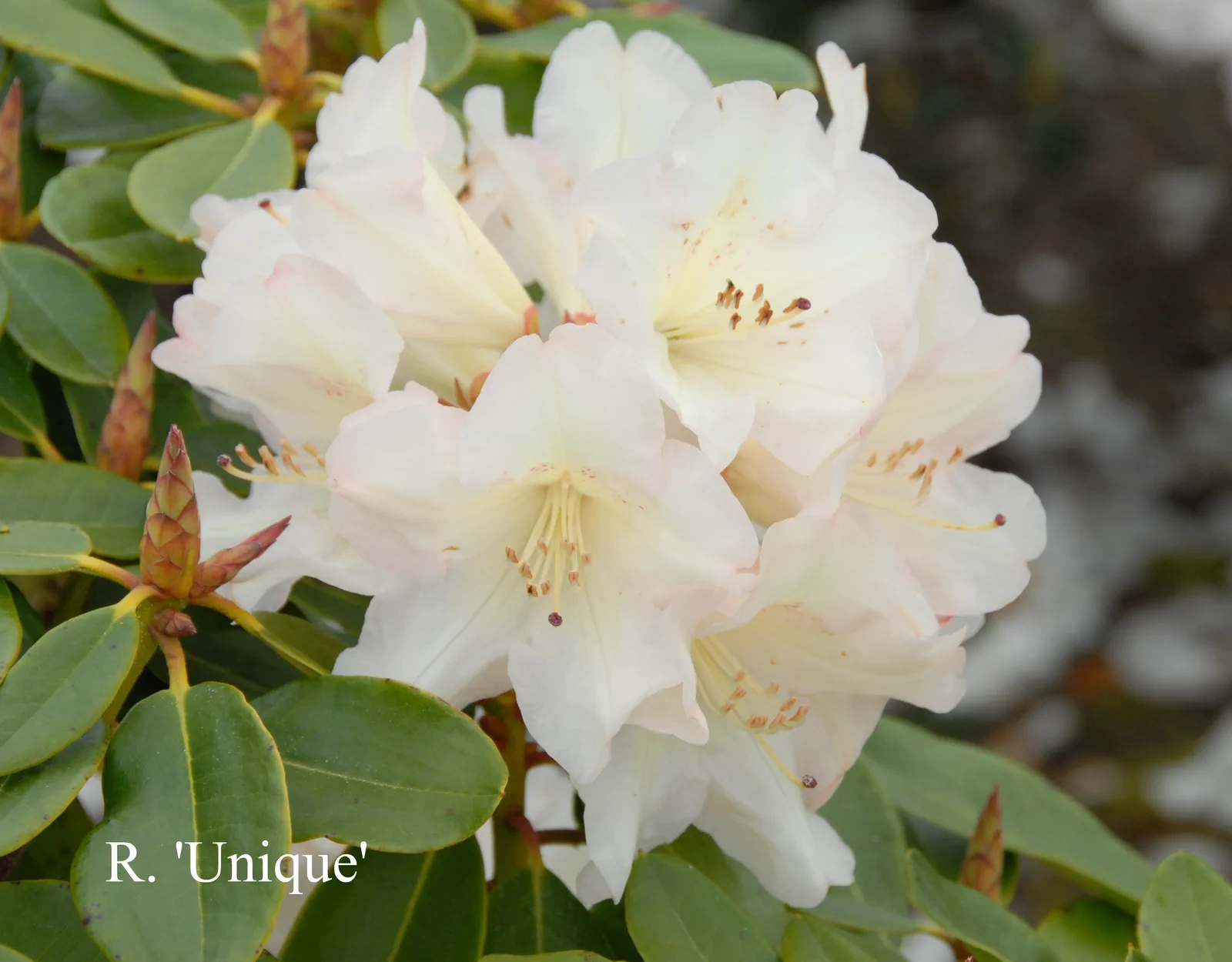 R. 'Unique' photo of R. 'Unique'. Location: Fearing's Farm Nursery, Abbotsford, BC, Canada. Photo by: Harold Fearing