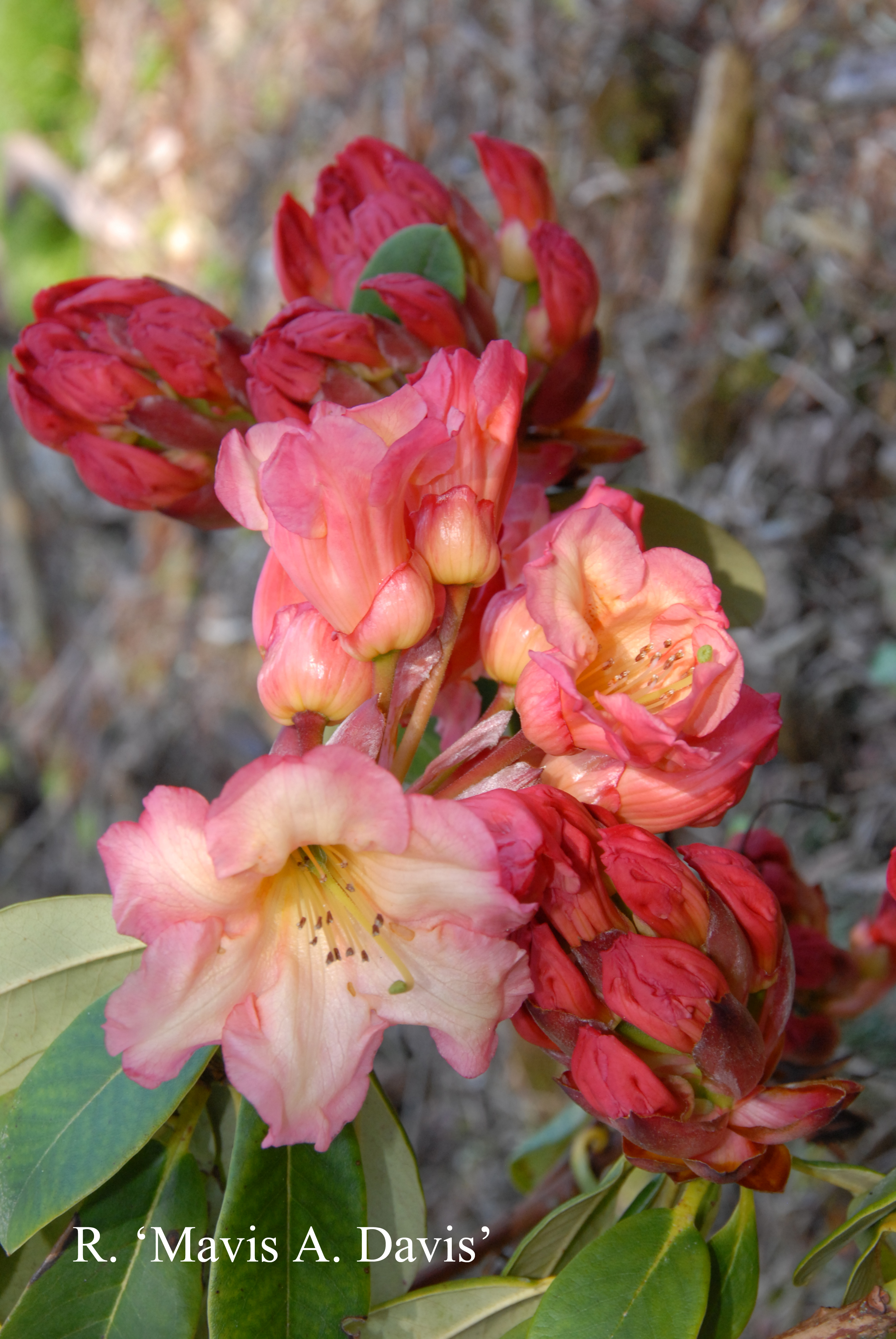 Rhododendron Mavis Davis photo