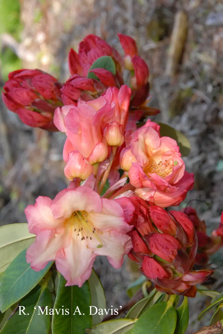 Photo of R. 'Mavis Davis', Rhododendron Hybrid