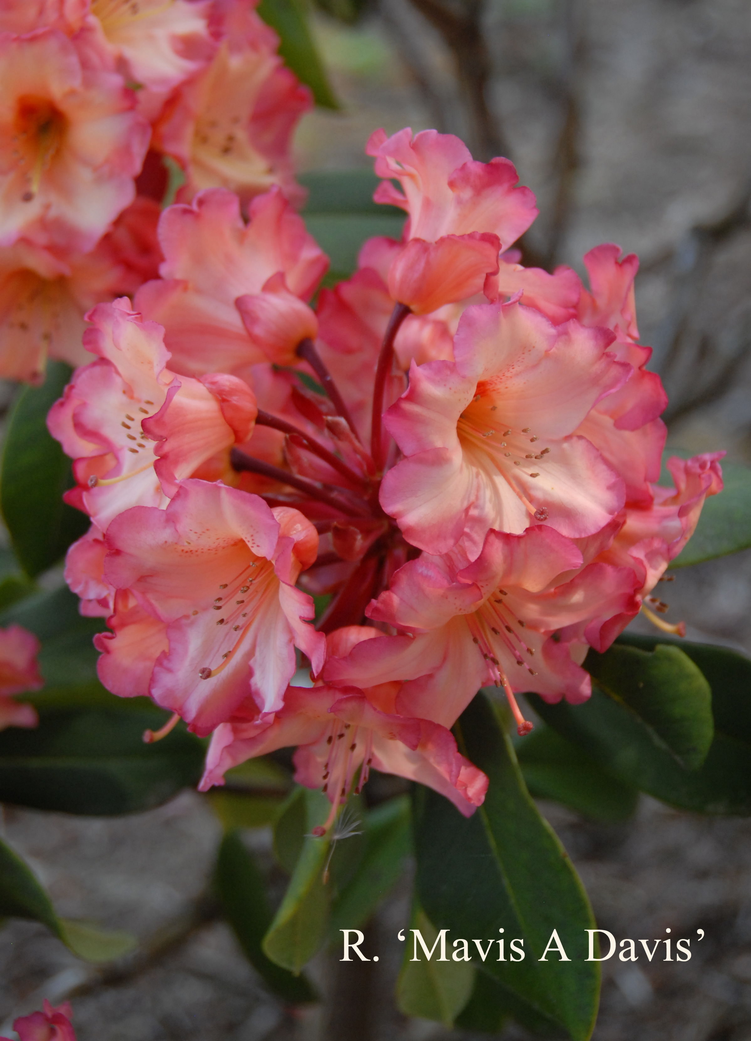 Rhododendron Mavis Davis photo