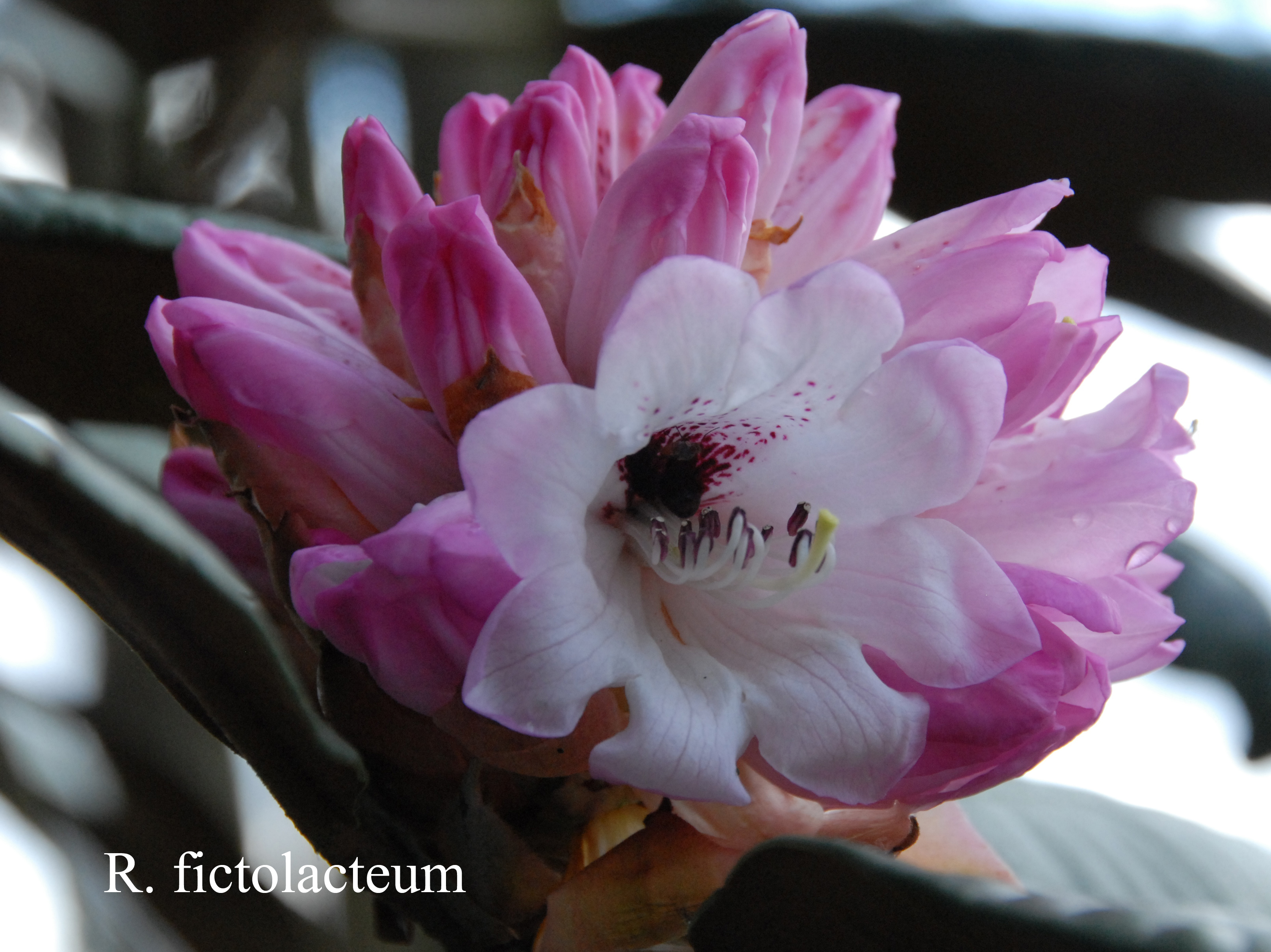 Rhododendron rex ssp fictolacteum photo