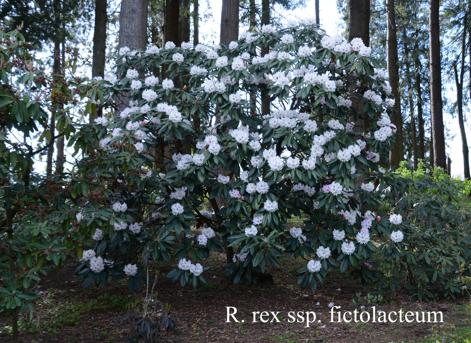 R. rex ssp fictolacteum photo of R. rex ssp fictolacteum. Location: Fearing's Farm Nursery, Abbotsford, BC, Canada. Photo by: Harold Fearing