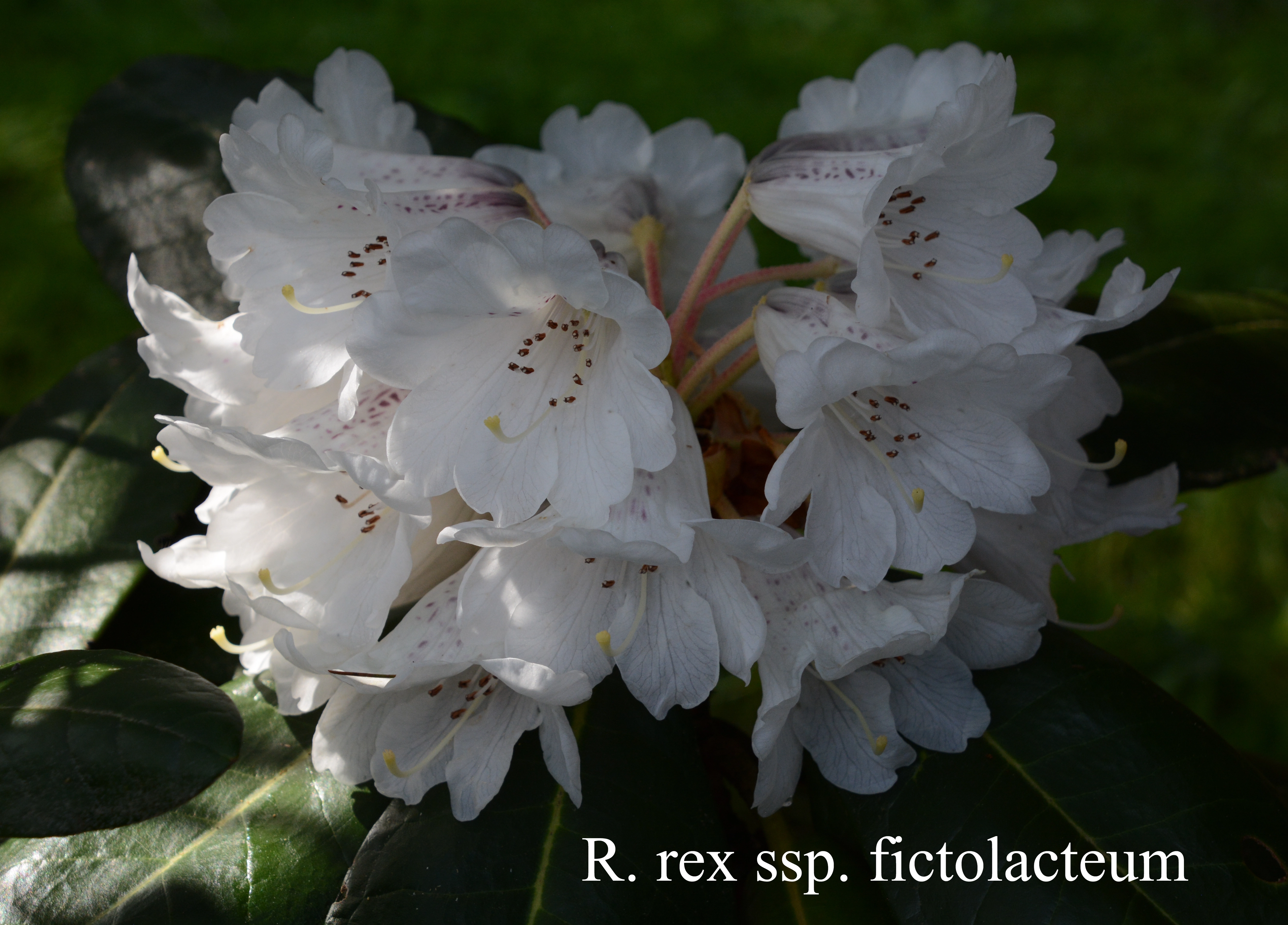 Rhododendron rex ssp fictolacteum photo