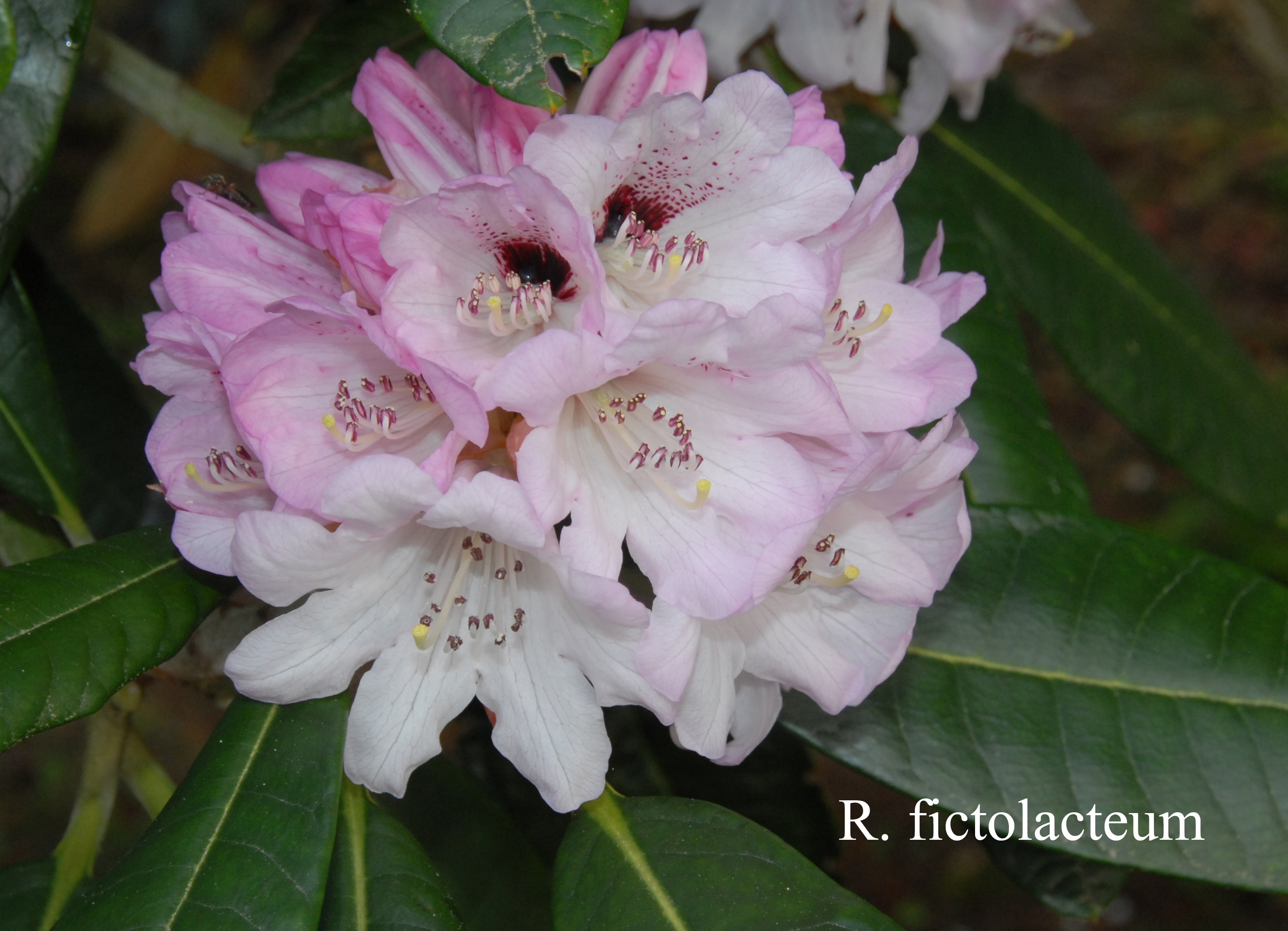 Rhododendron rex ssp fictolacteum photo