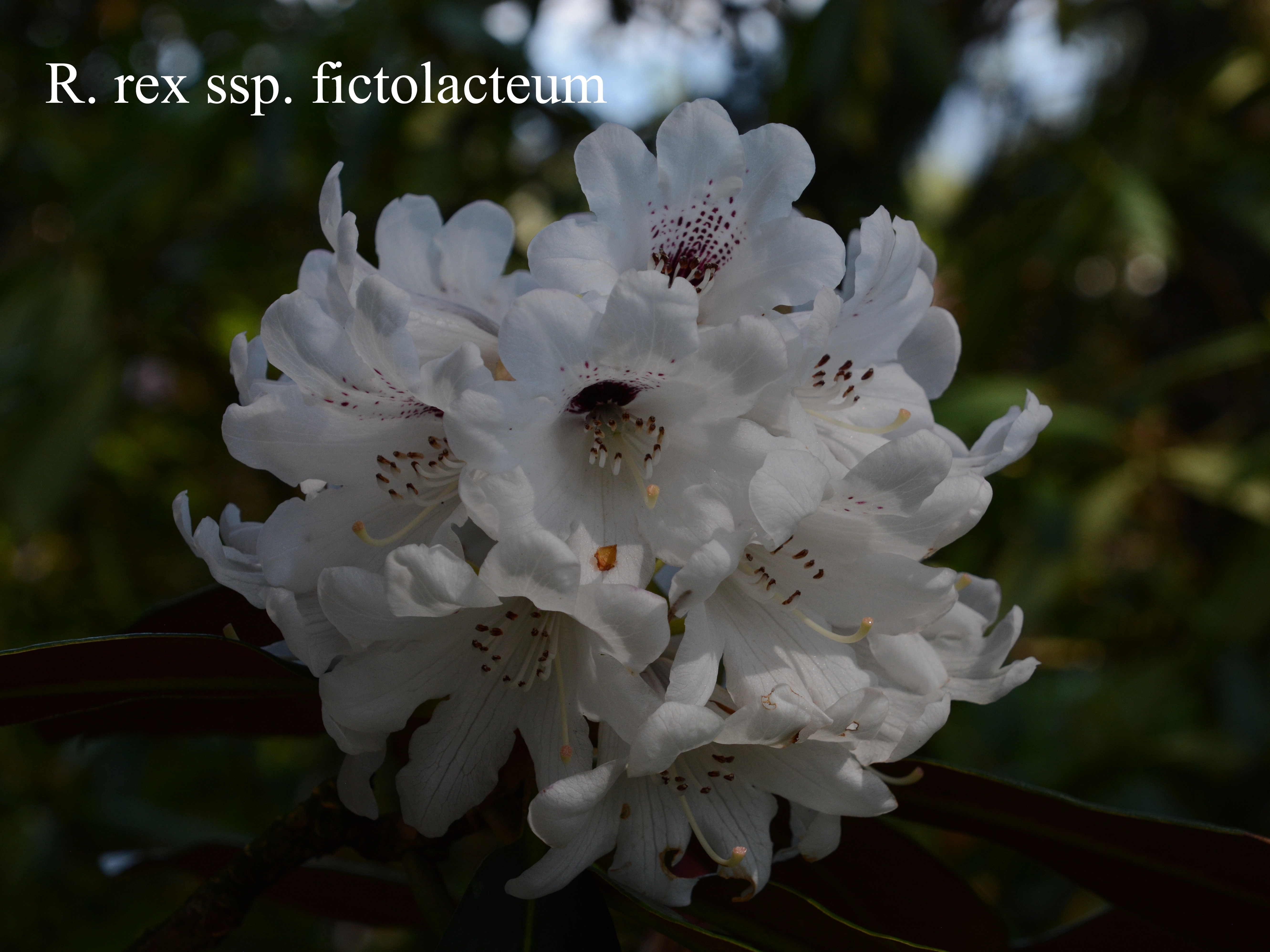 Rhododendron rex ssp fictolacteum photo