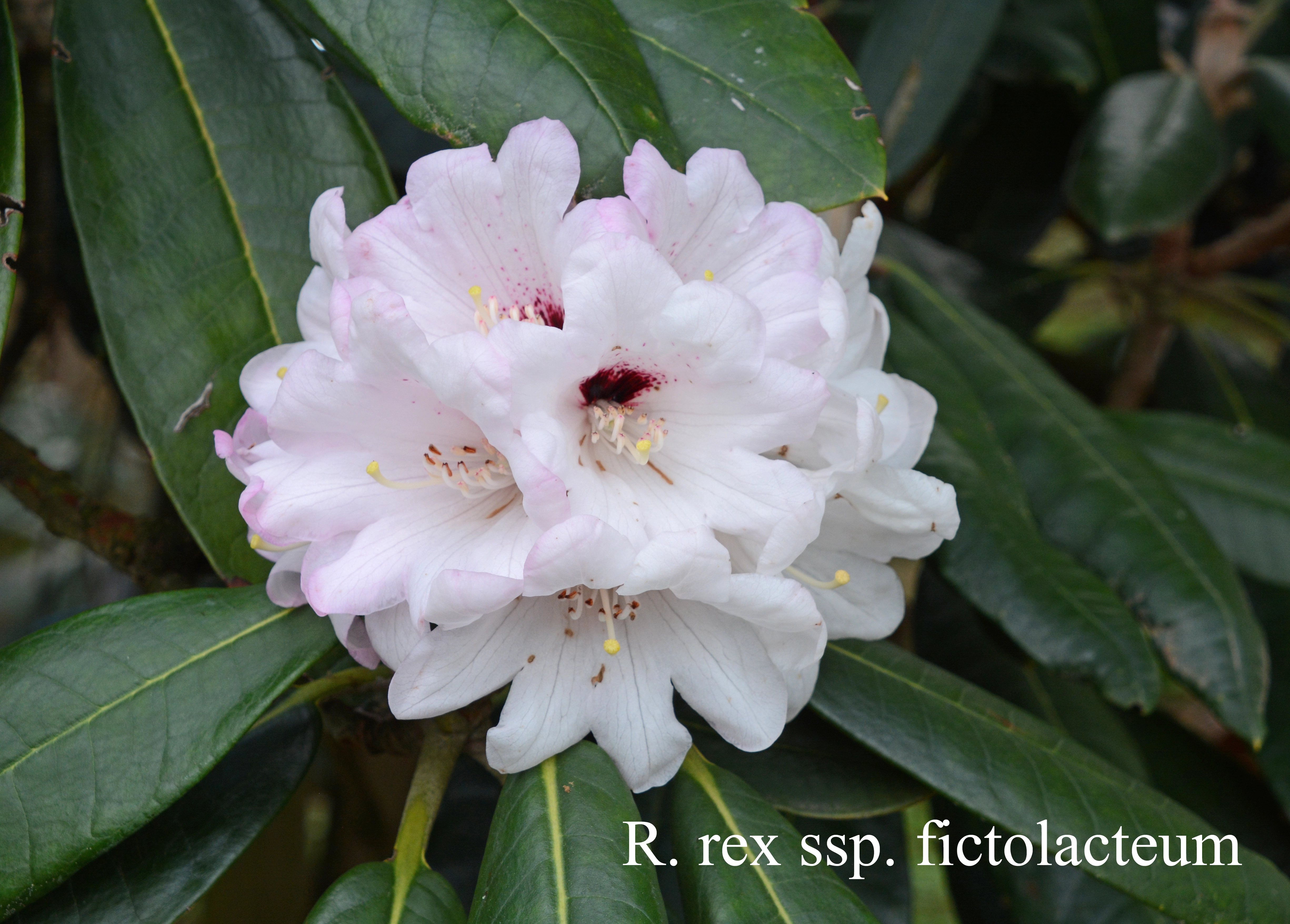 Rhododendron rex ssp fictolacteum photo