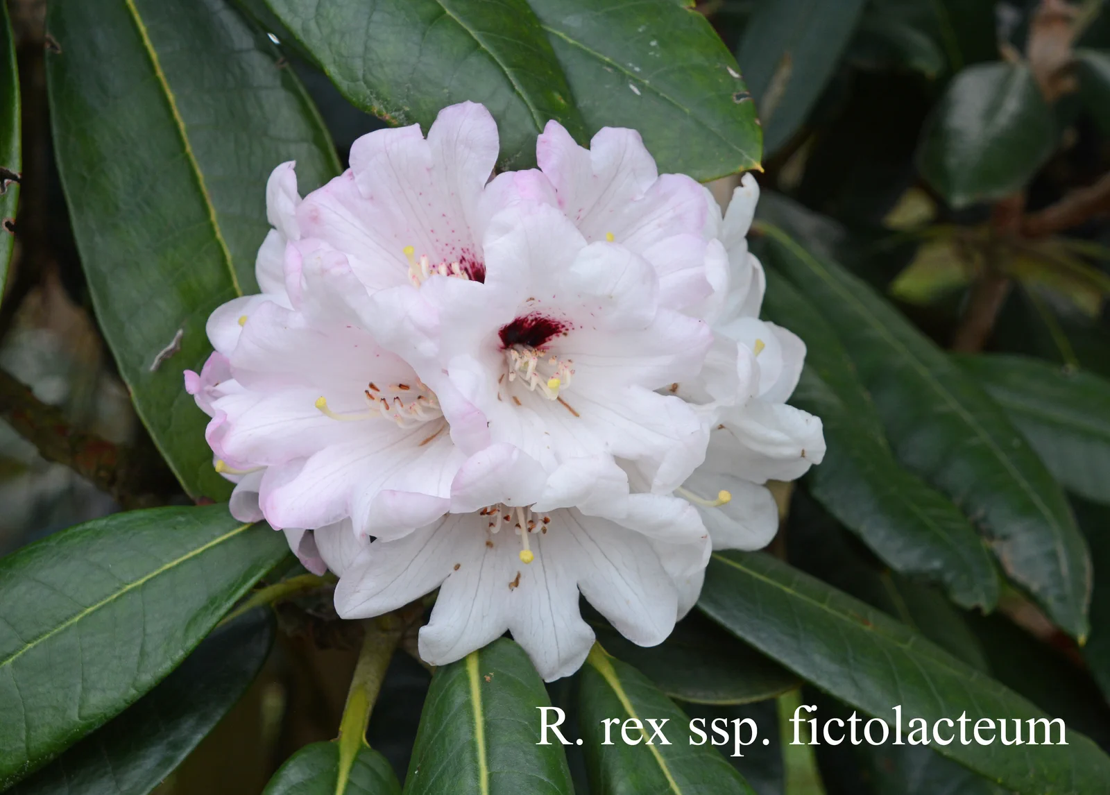 R. rex ssp fictolacteum photo of R. rex ssp fictolacteum. Location: Fearing's Farm Nursery, Abbotsford, BC, Canada. Photo by: Harold Fearing
