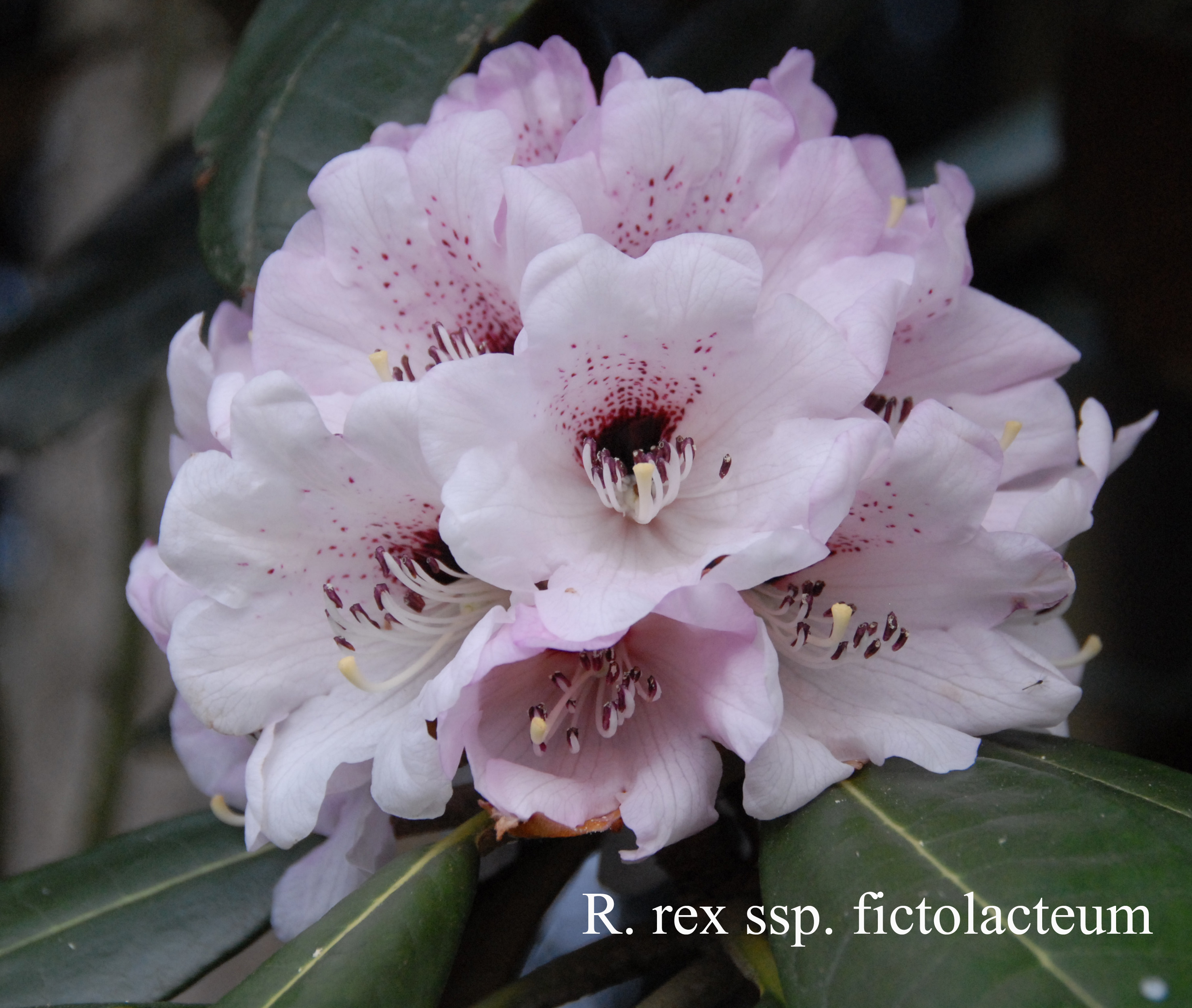Rhododendron rex ssp fictolacteum photo