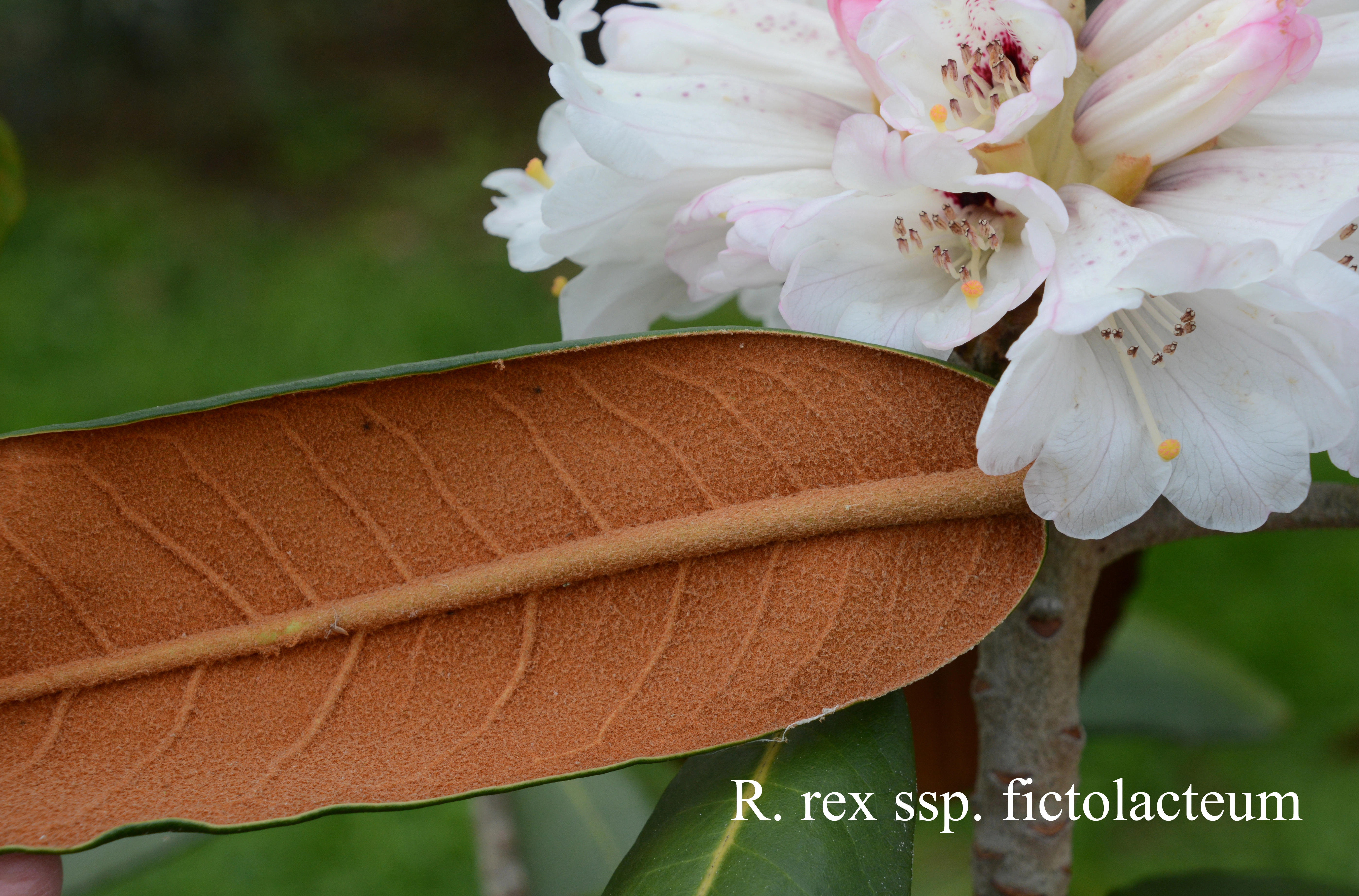 Rhododendron rex ssp fictolacteum photo