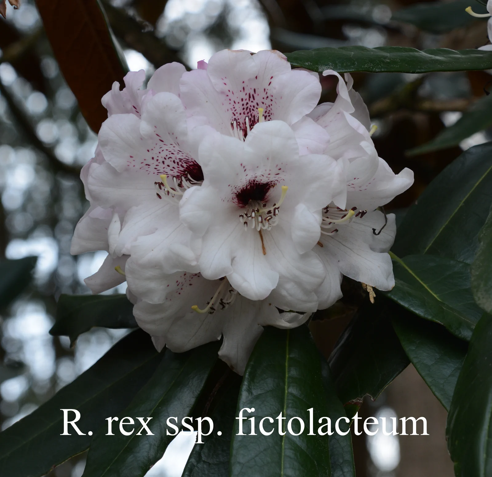 R. rex ssp fictolacteum photo of R. rex ssp fictolacteum. Location: Fearing's Farm Nursery, Abbotsford, BC, Canada. Photo by: Harold Fearing