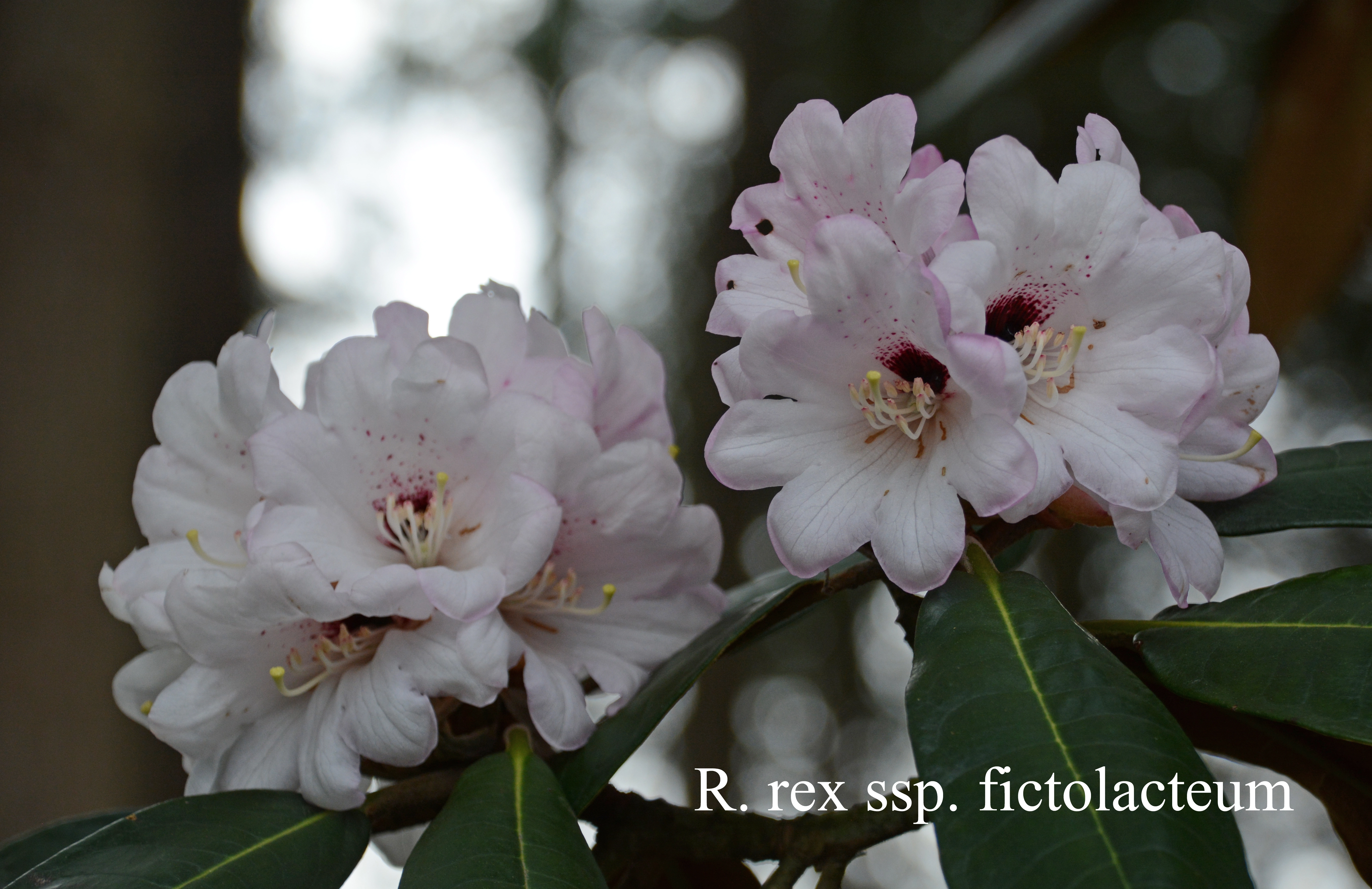 Rhododendron rex ssp fictolacteum photo