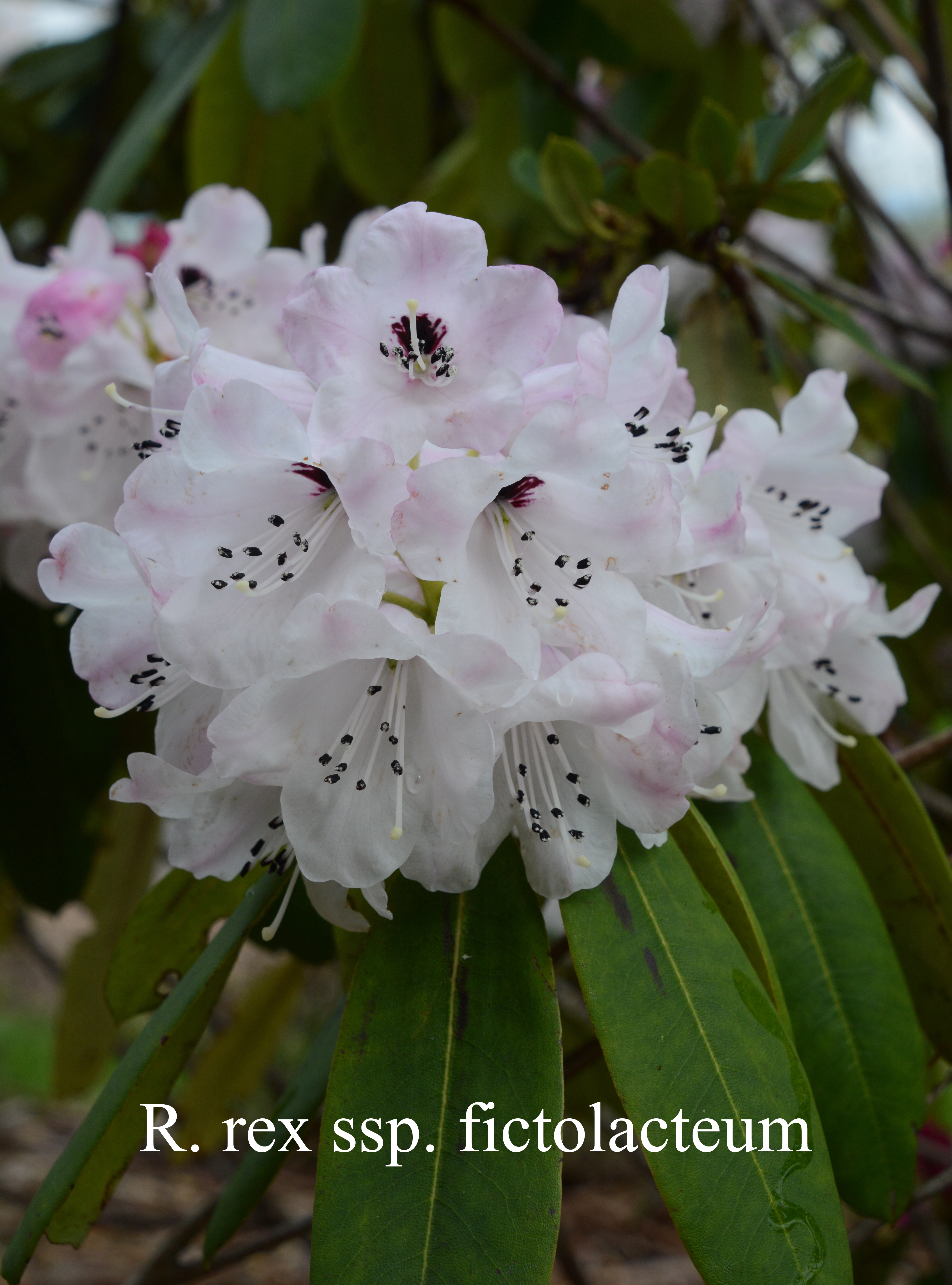 Rhododendron rex ssp fictolacteum photo