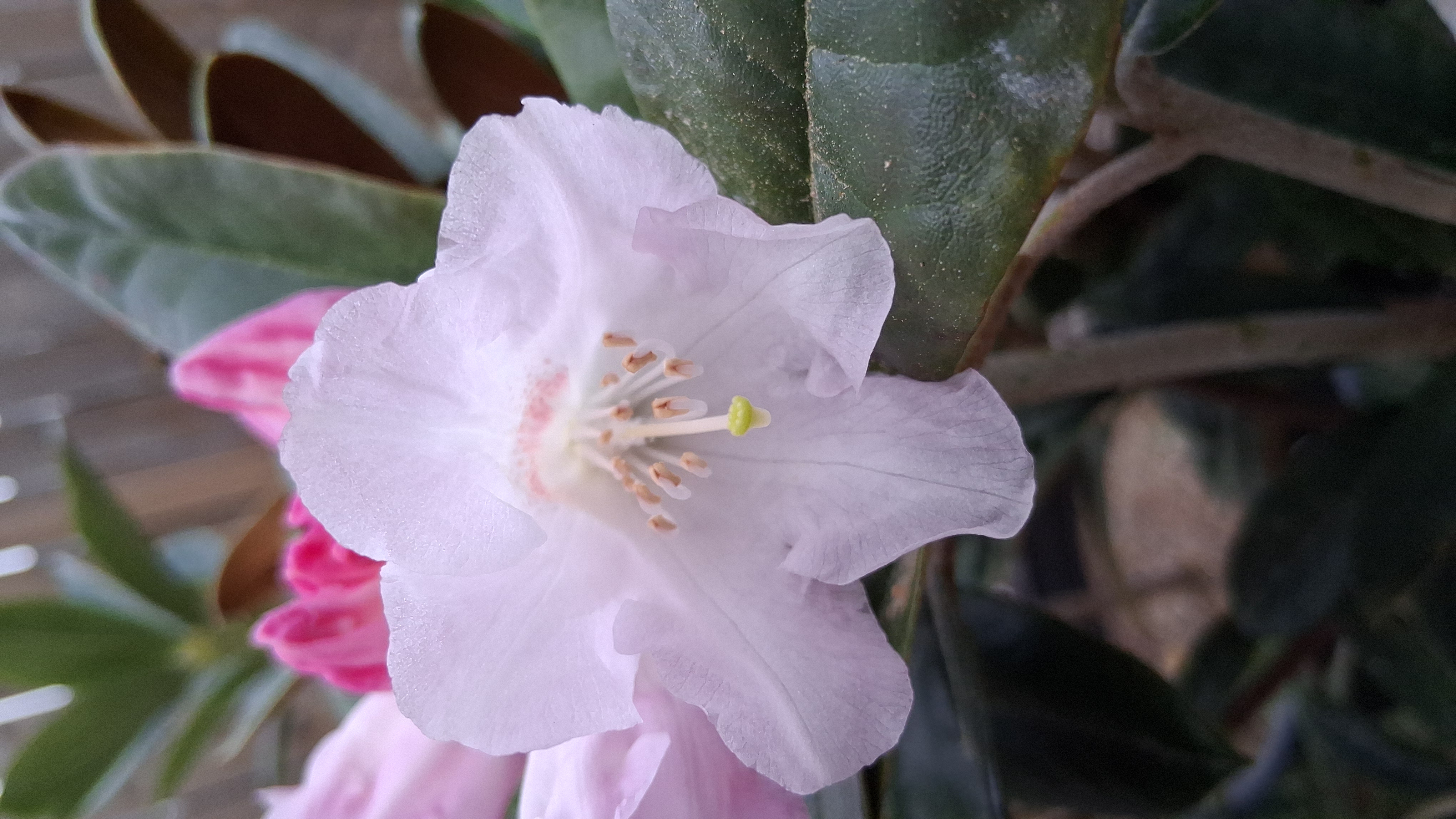 Rhododendron Teddy Bear photo