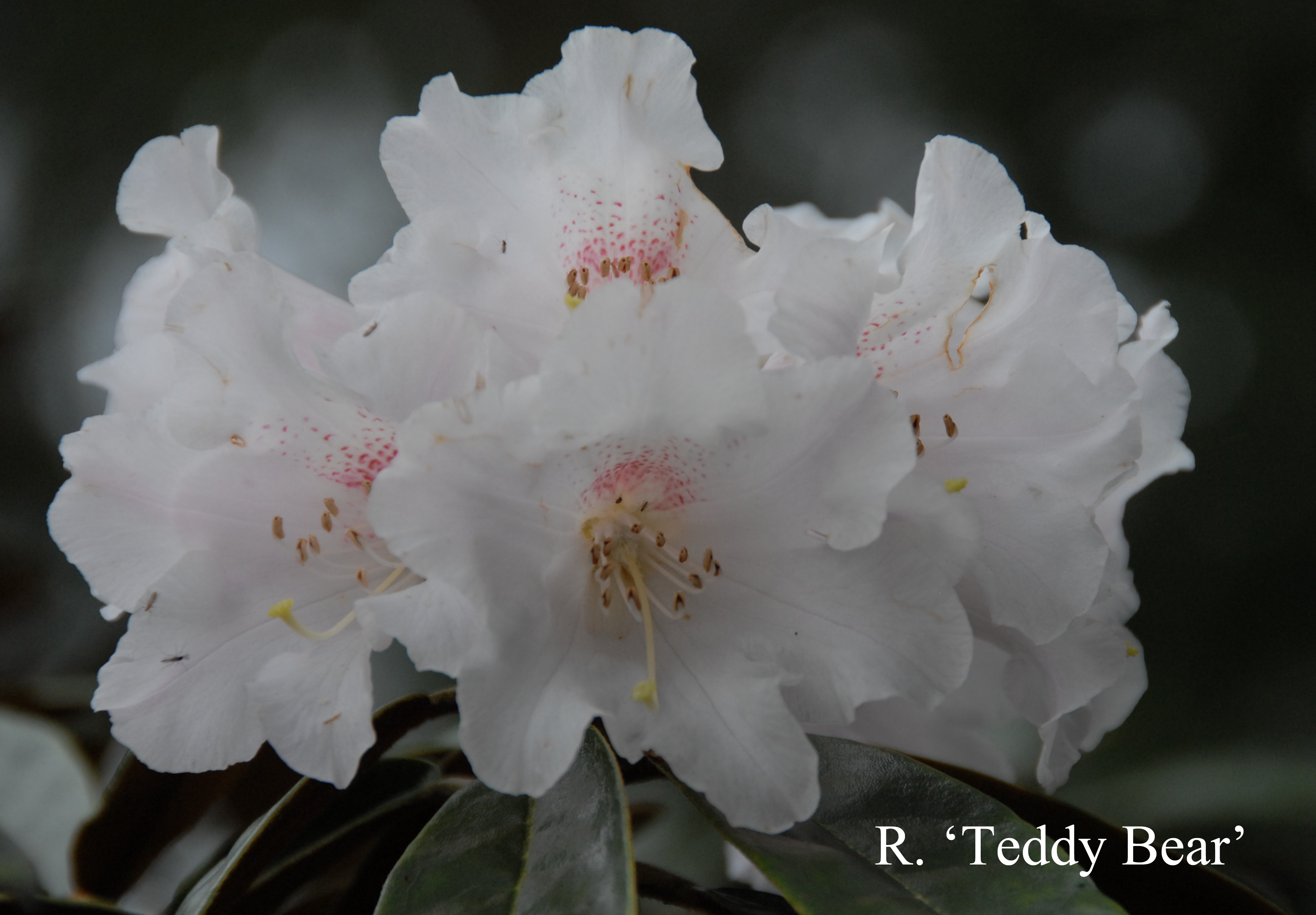 Rhododendron Teddy Bear photo
