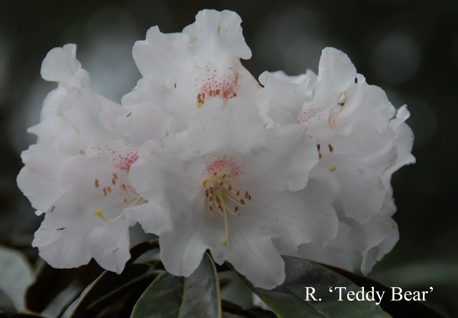 R. 'Teddy Bear' photo of R. 'Teddy Bear'. Location: Fearing's Farm Nursery, Abbotsford, BC, Canada. Photo by: Harold Fearing