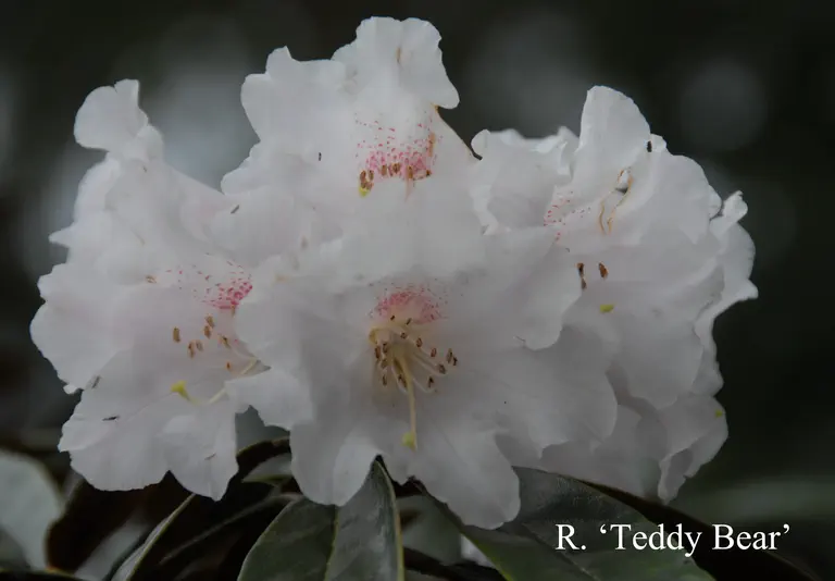 Photo of R. 'Teddy Bear', Rhododendron Hybrid