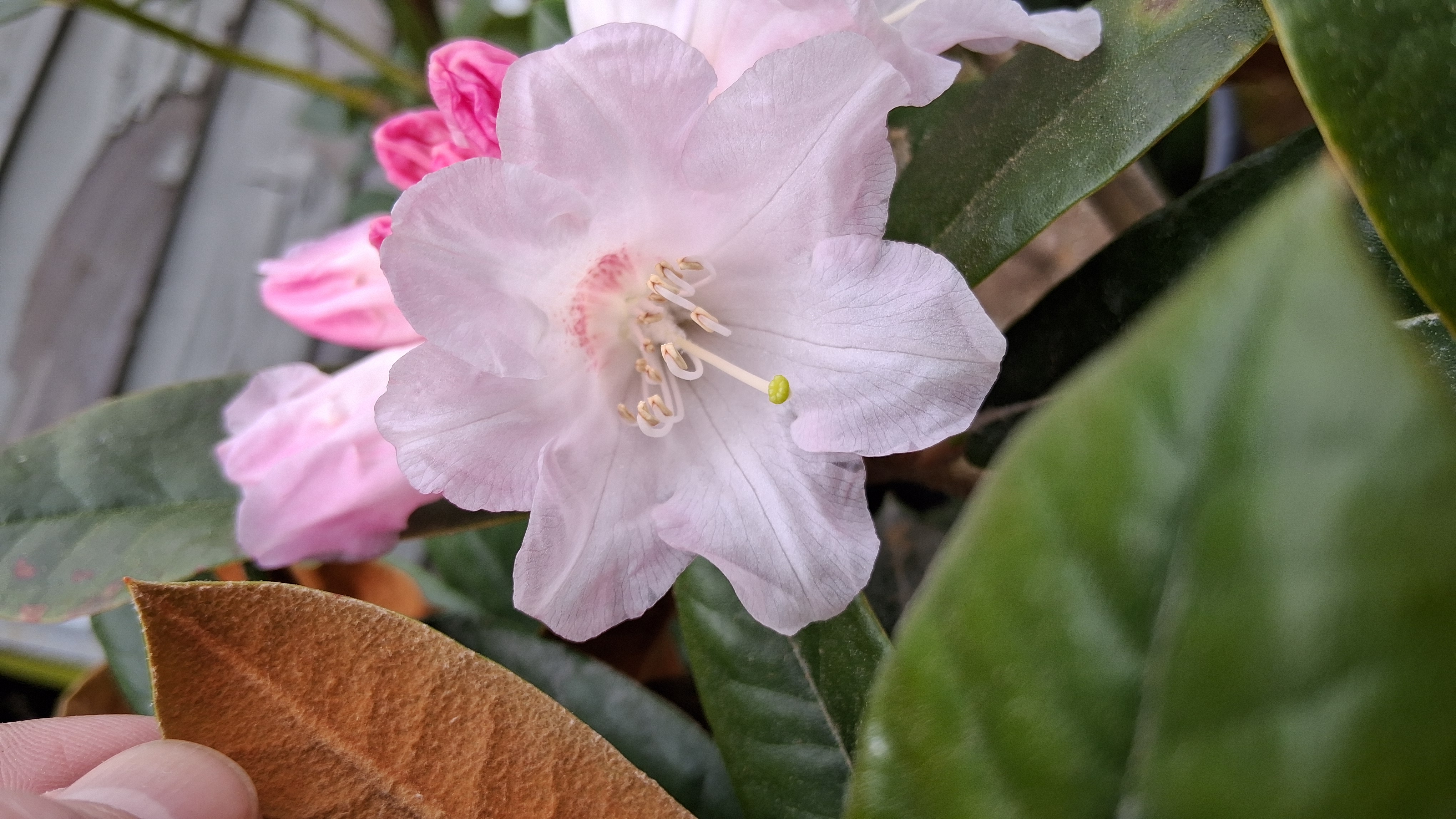 Rhododendron Teddy Bear photo