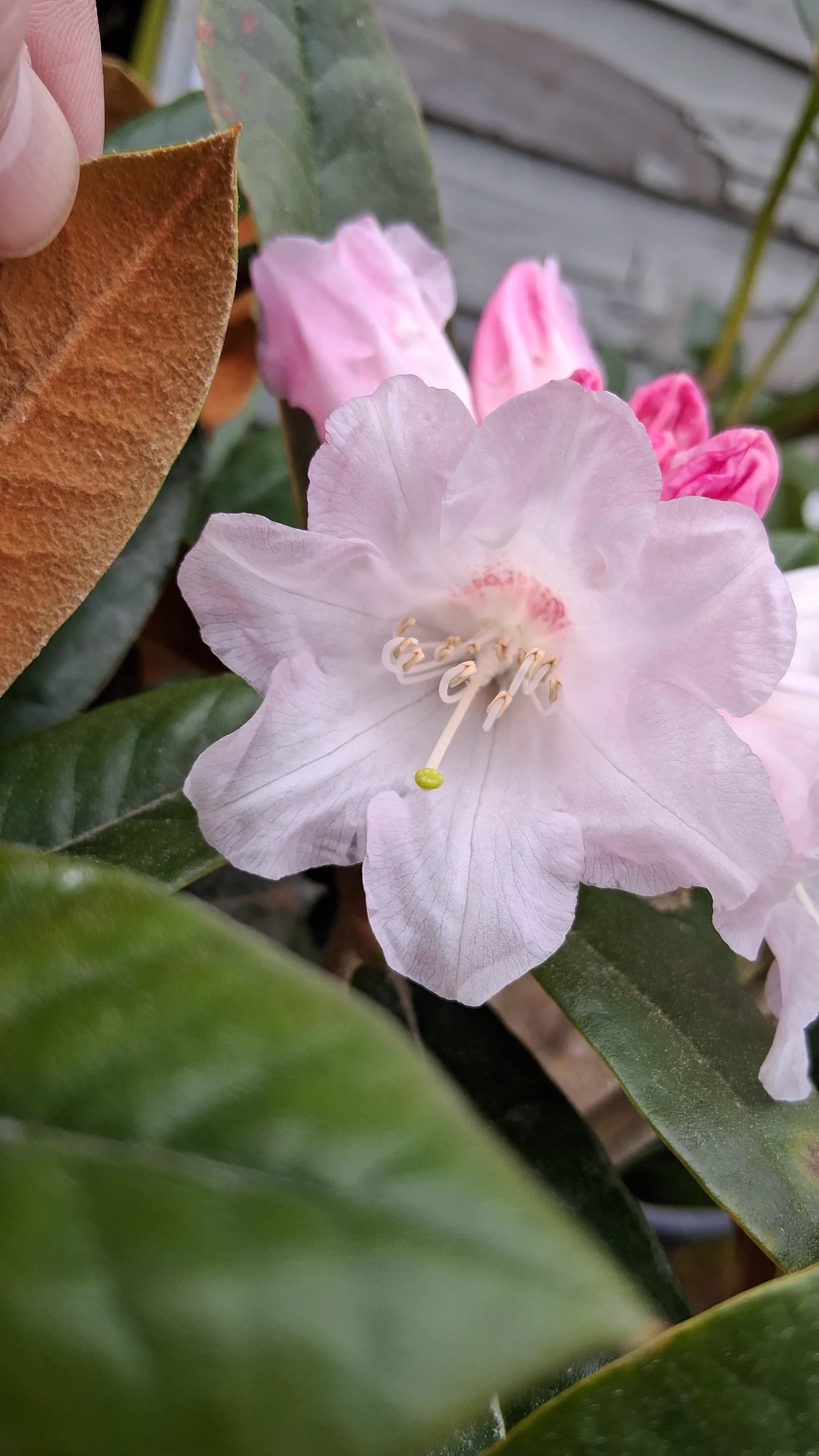 R. 'Teddy Bear' photo of R. 'Teddy Bear'. R. 'Teddy Bear' close shot showing blotch on flower, and indumentum on underside of leaf.. Location: Private Garden Seatac, WA, USA. Photo by: Thatrhodylady