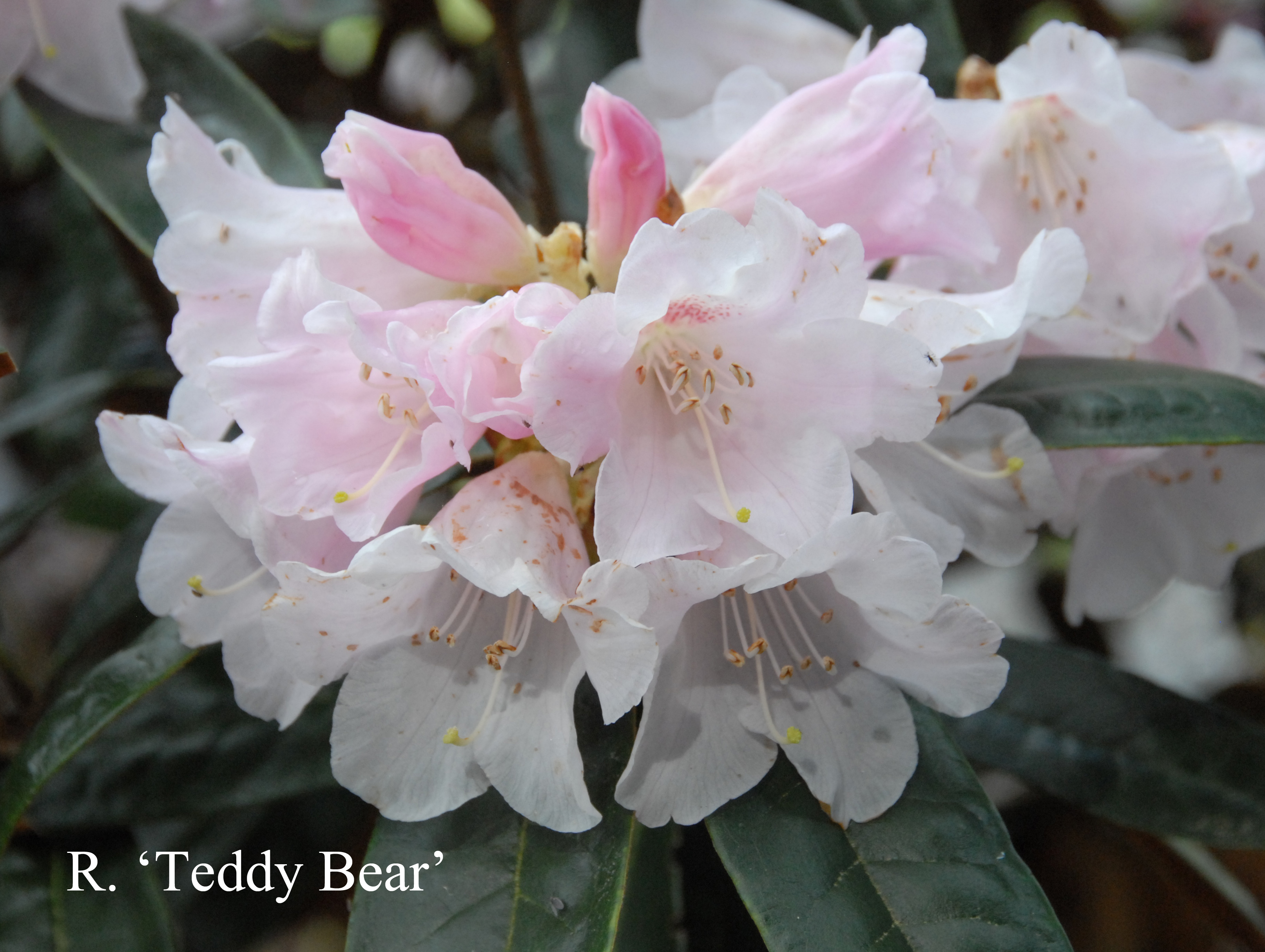 Rhododendron Teddy Bear photo