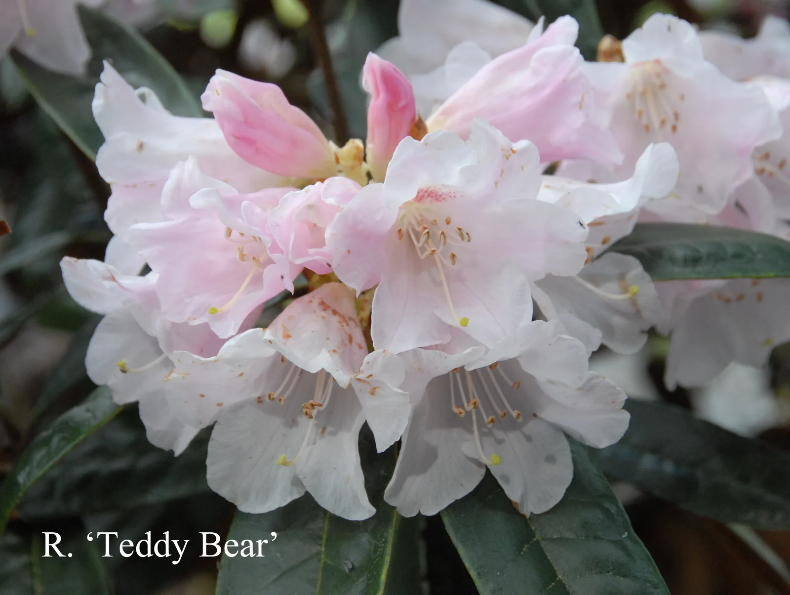 R. 'Teddy Bear' photo of R. 'Teddy Bear'. Location: Fearing's Farm Nursery, Abbotsford, BC, Canada. Photo by: Harold Fearing