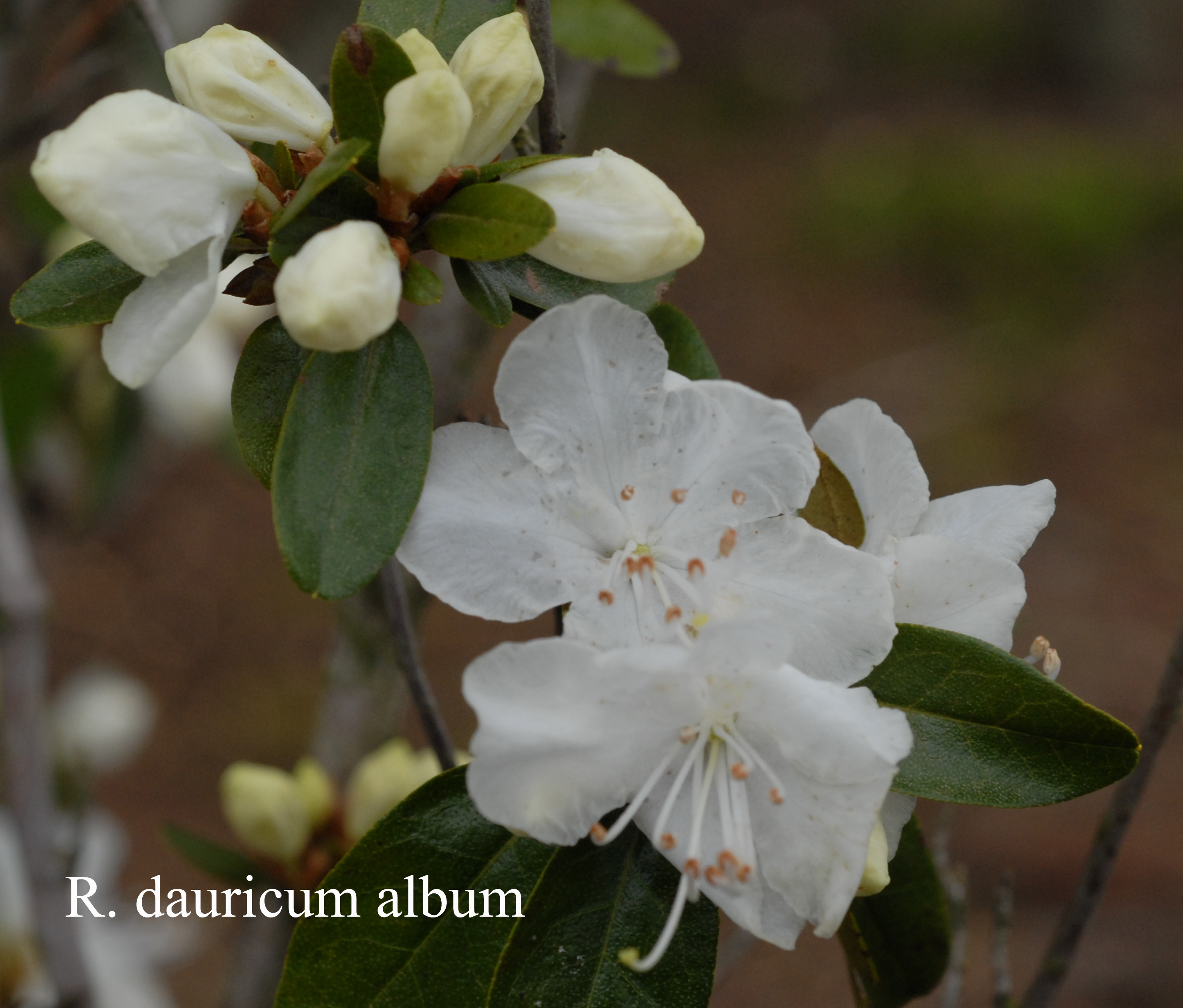 Rhododendron dauricum photo