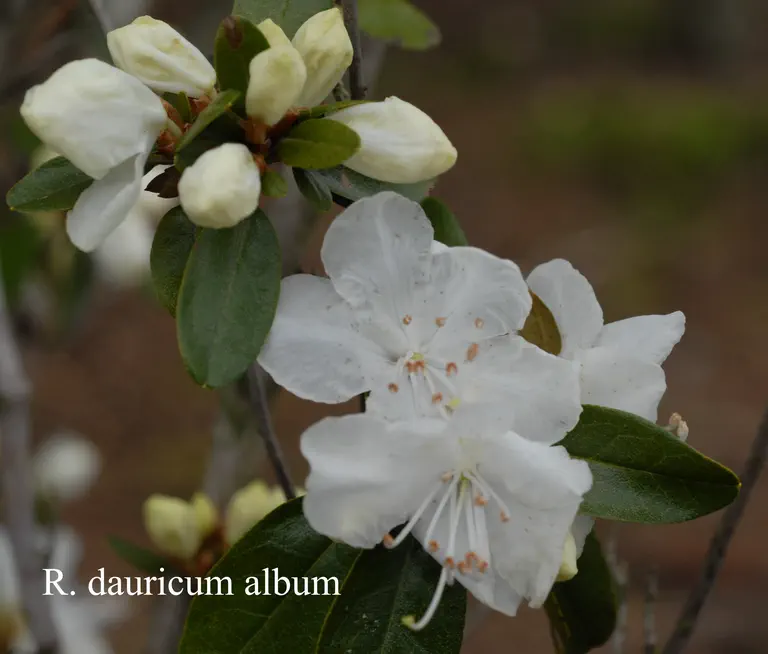 Photo of R. dauricum, Species