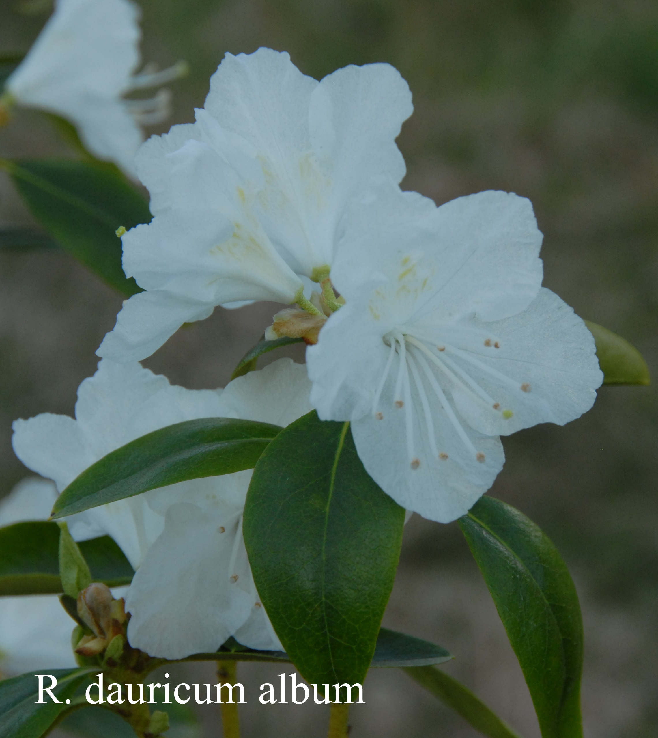 Rhododendron dauricum photo